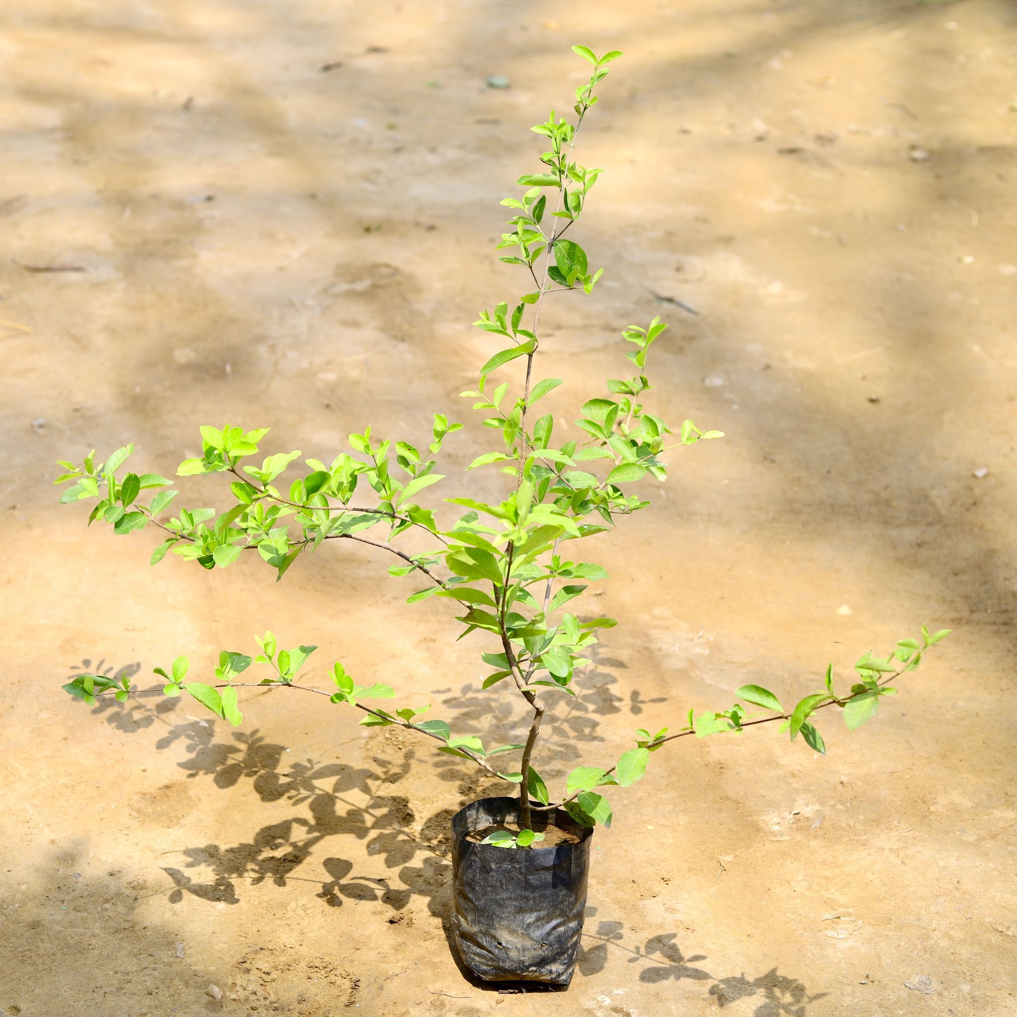 Cherry Fruit Plant in 6 Inch Nursery Bag