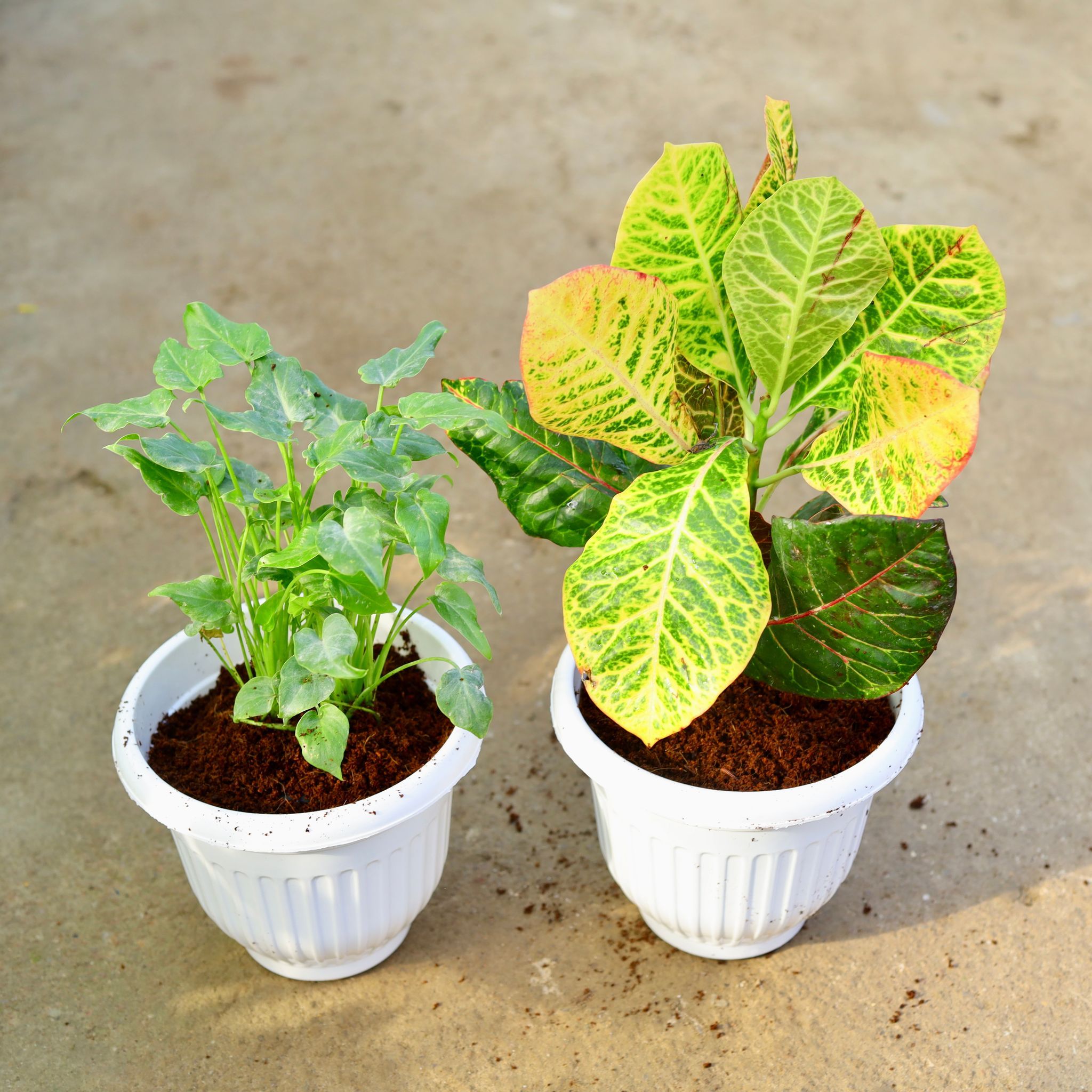Set of 2 - Xanadu Green & Croton Petra in 8 Inch White Olive Plastic Pot
