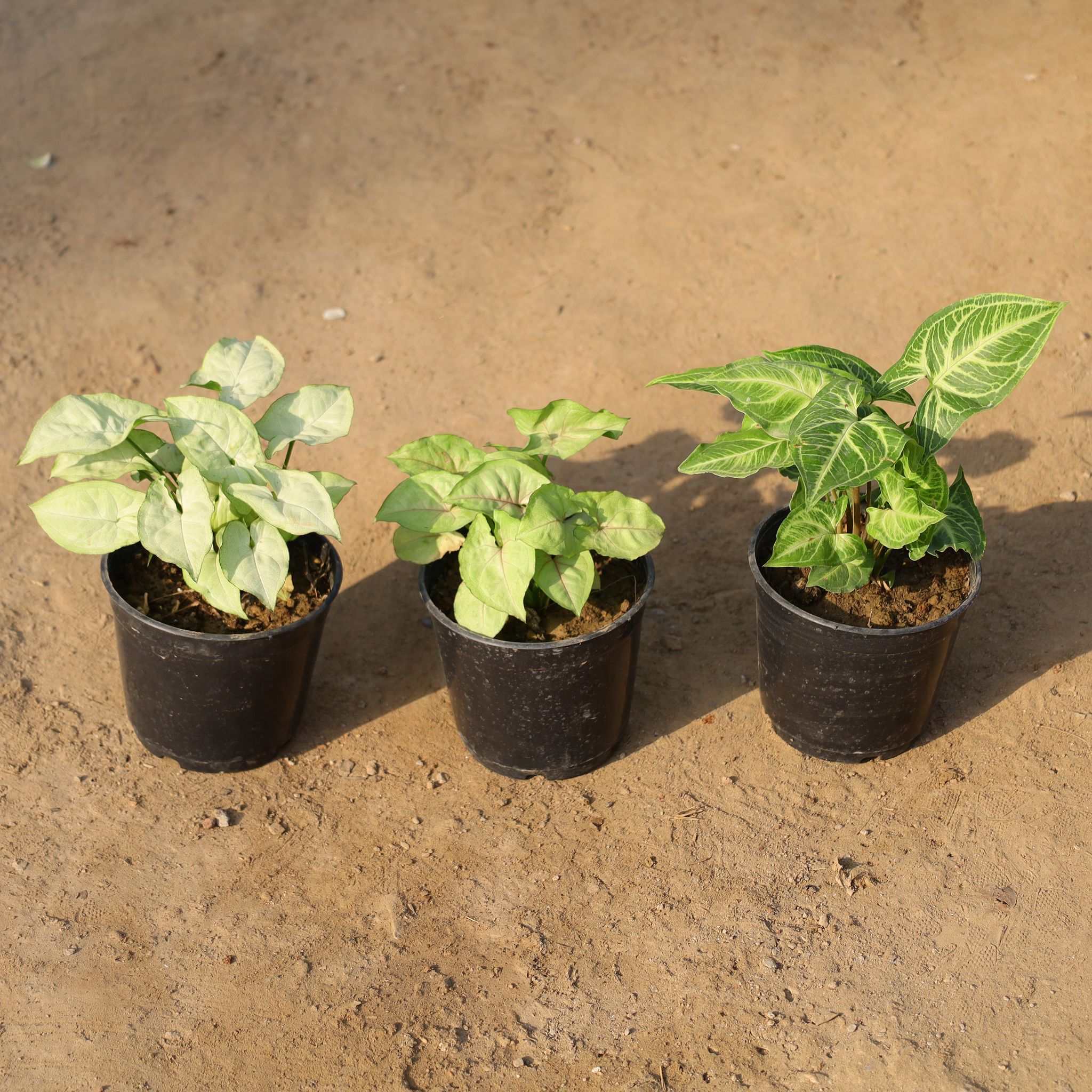 Set of 3 - Syngonium Green, Syngonium Golden & Syngonium White in 5 Inch Nursery Pot