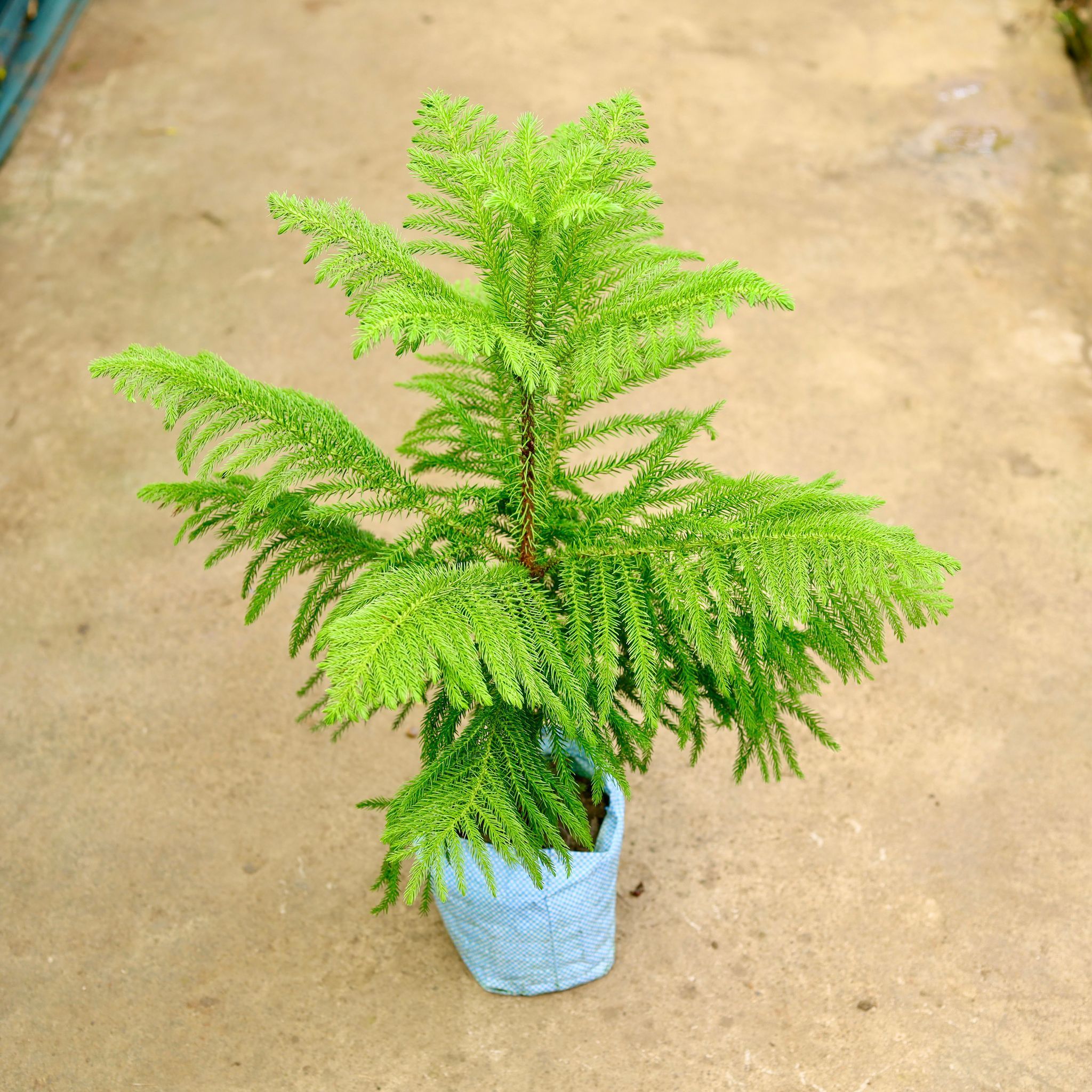 Araucaria / Christmas Tree in 8 Inch Nursery Bag