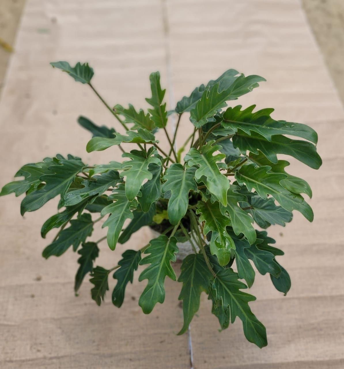 Xanadu Green Bushy in 8 Inch Nursery Bag