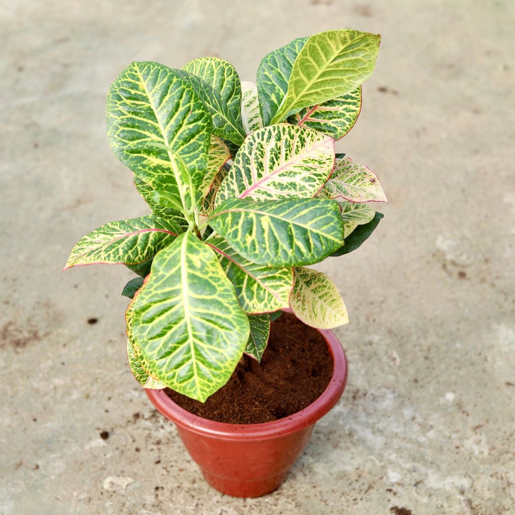 Buy Croton Petra In 10 Inch Classy Red Plastic Pot Online | Urvann.com Croton Petra in 10 Inch Classy Red Plastic Pot