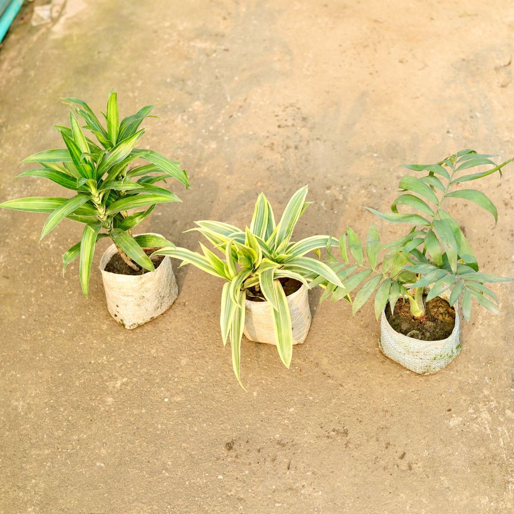 Buy Set of 3 - Dracaena Messenger, Song Of India & Chamaedorea Palm in 4 Inch Nursery Bag Online | Urvann.com Set of 3 - Dracaena Messenger, Song Of India & Chamaedorea Palm in 4 Inch Nursery Bag