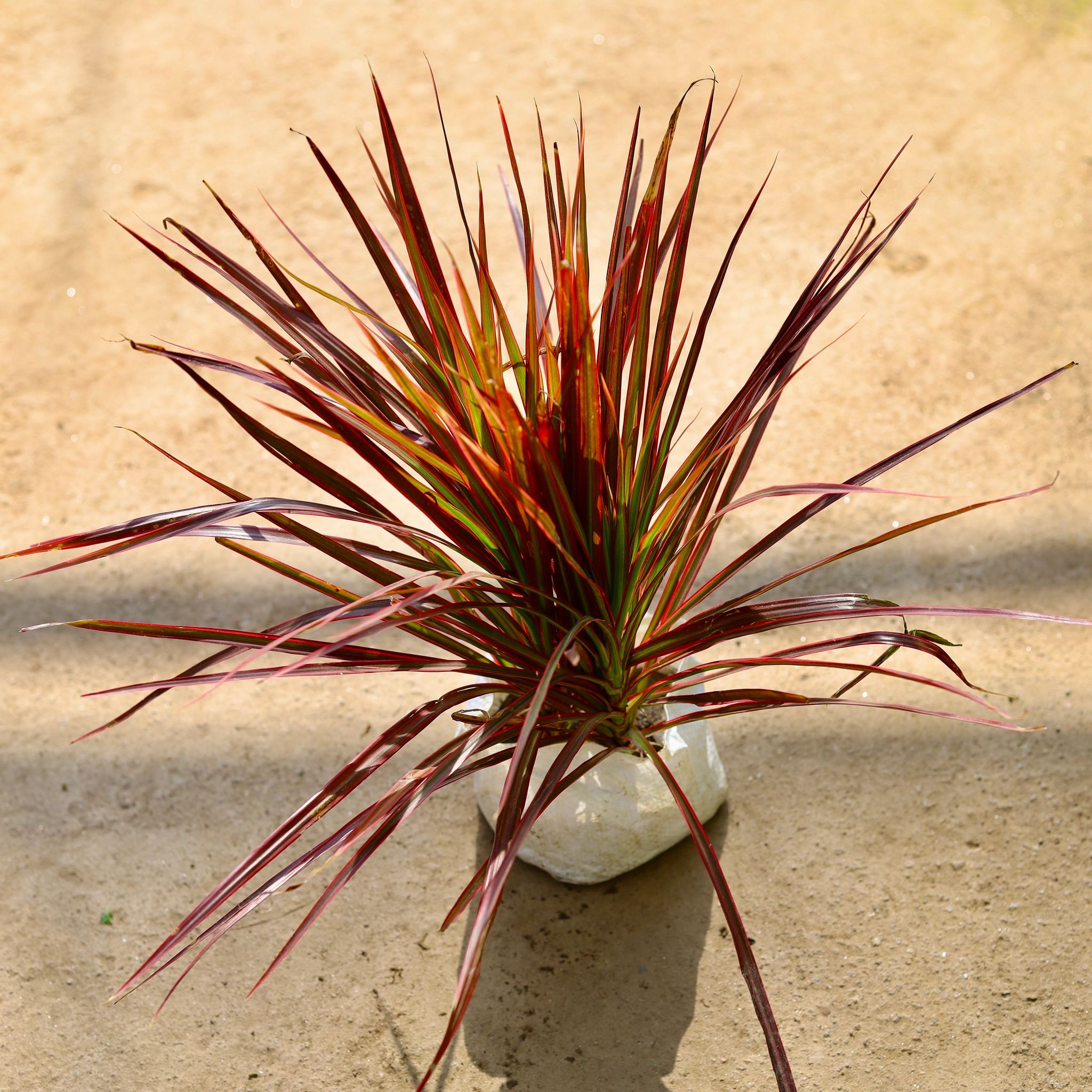 Dracaena Red in 6 Inch Nursery bag