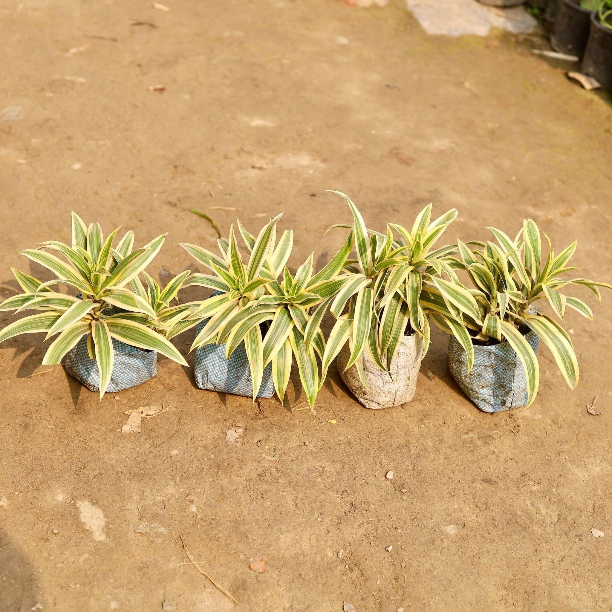 Set of 4 - Song of India in 5 Inch Nursery Bag