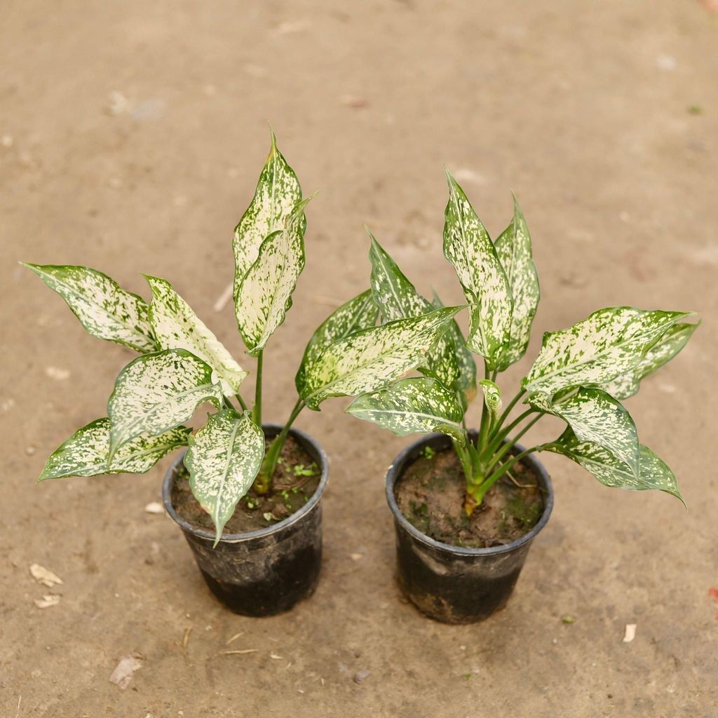 Buy Set of 2 - Aglaonema Snow White in 6 Inch Nursery Pot Online | Urvann.com Set of 2 - Aglaonema Snow White in 6 Inch Nursery Pot