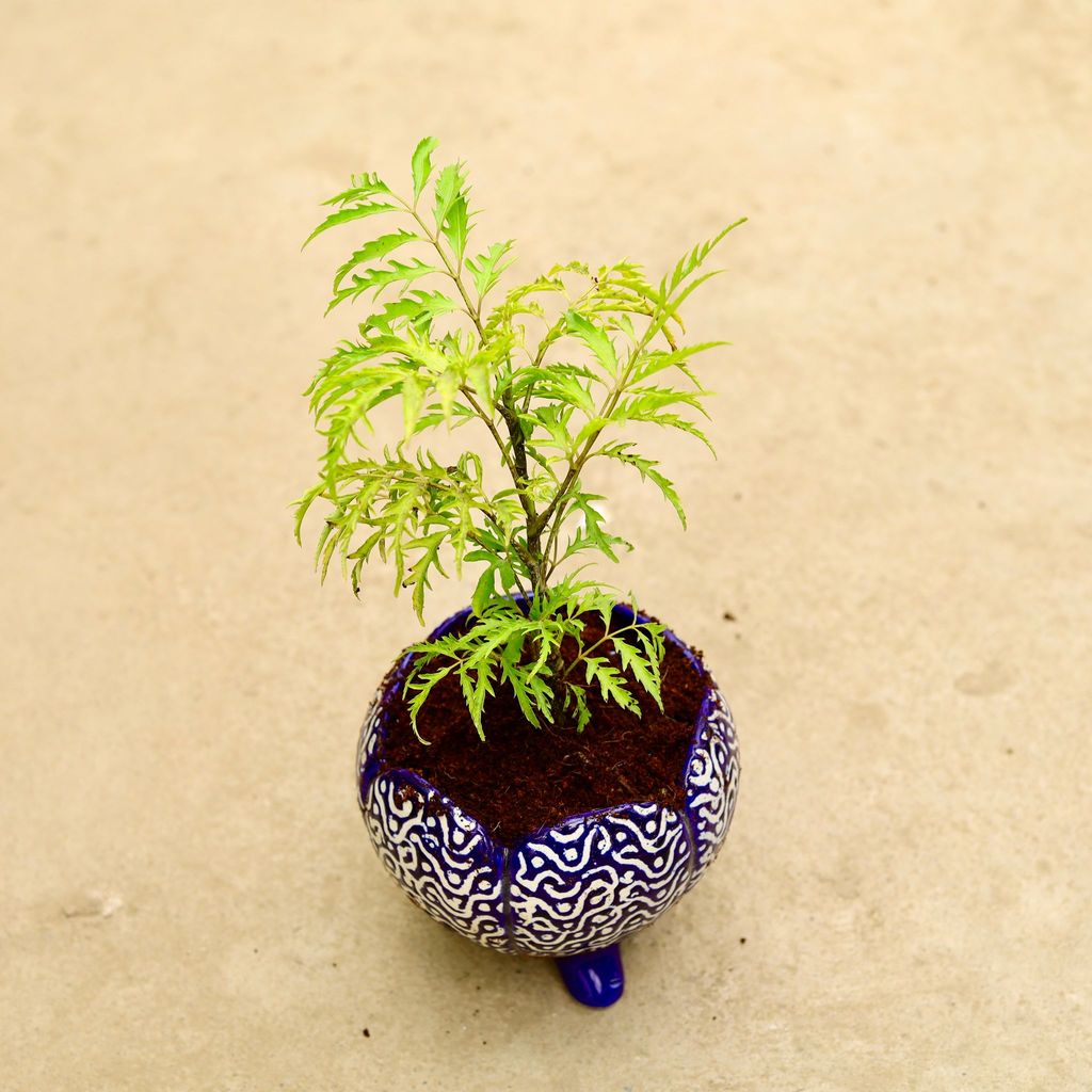 Aralia Neem in Inch 6 Inch Legged Designer Ceramic Pot (any colour & design)