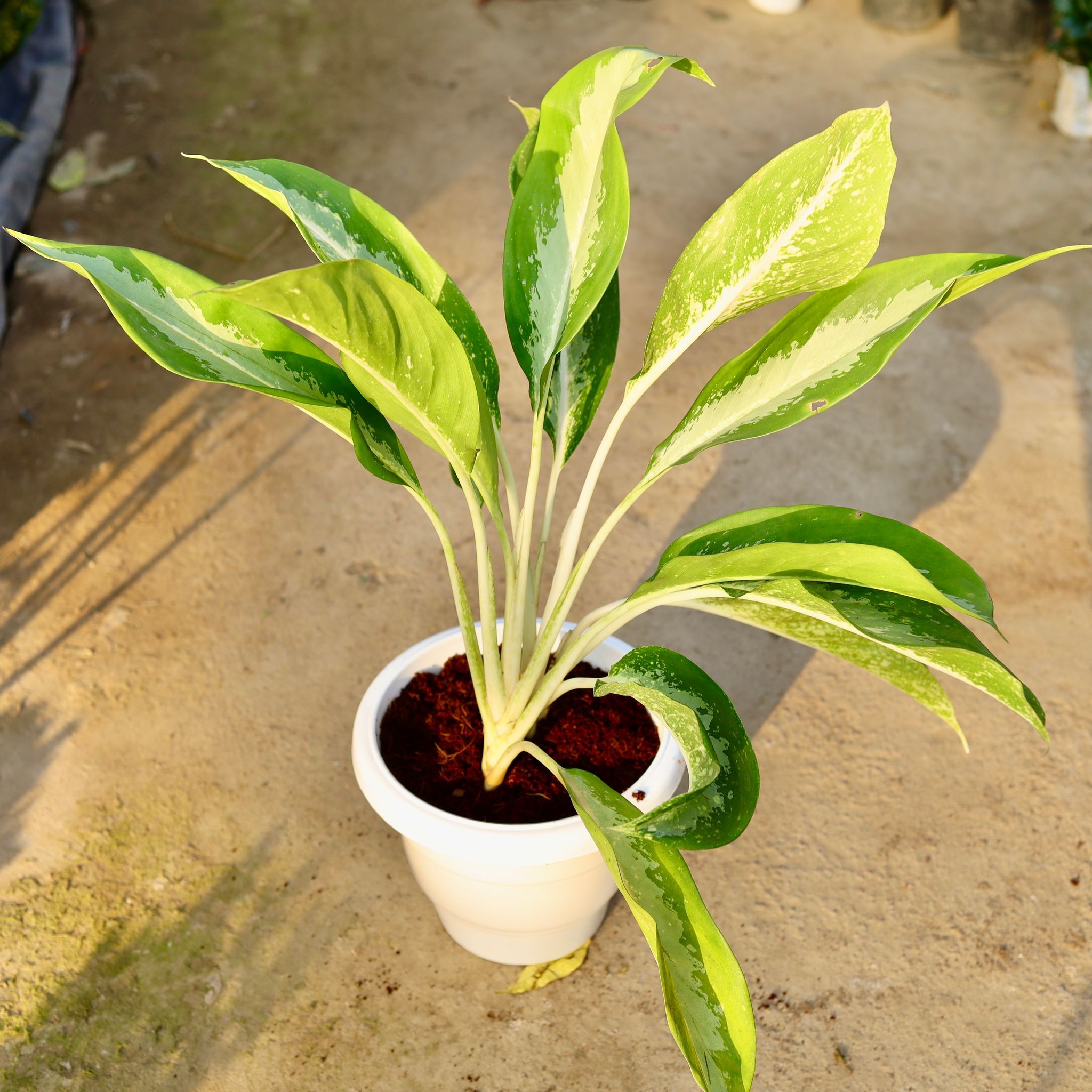 Aglaonema Silver Queen in 10 Inch Classy White Plastic Pot