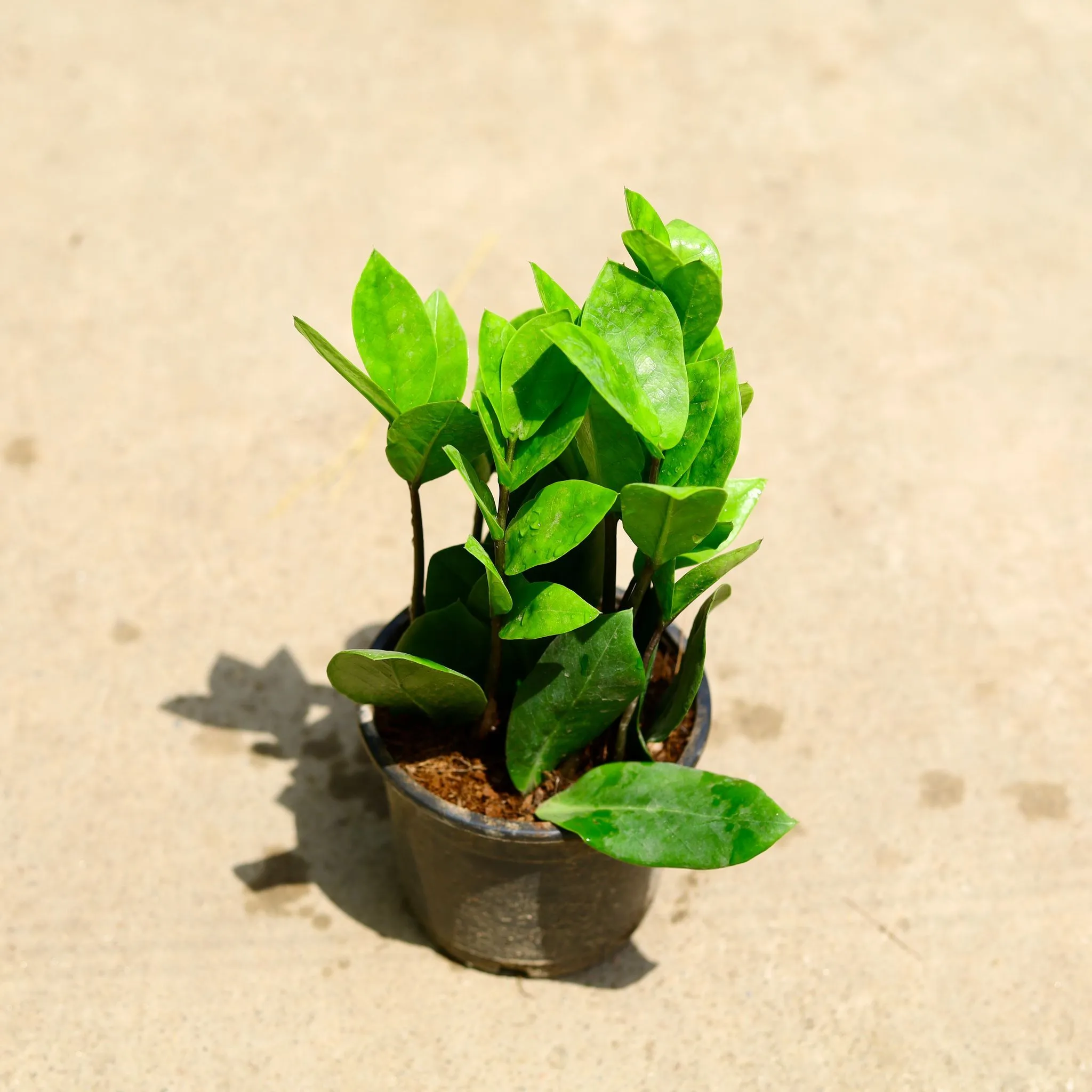 ZZ Green in 5 Inch Nursery Pot
