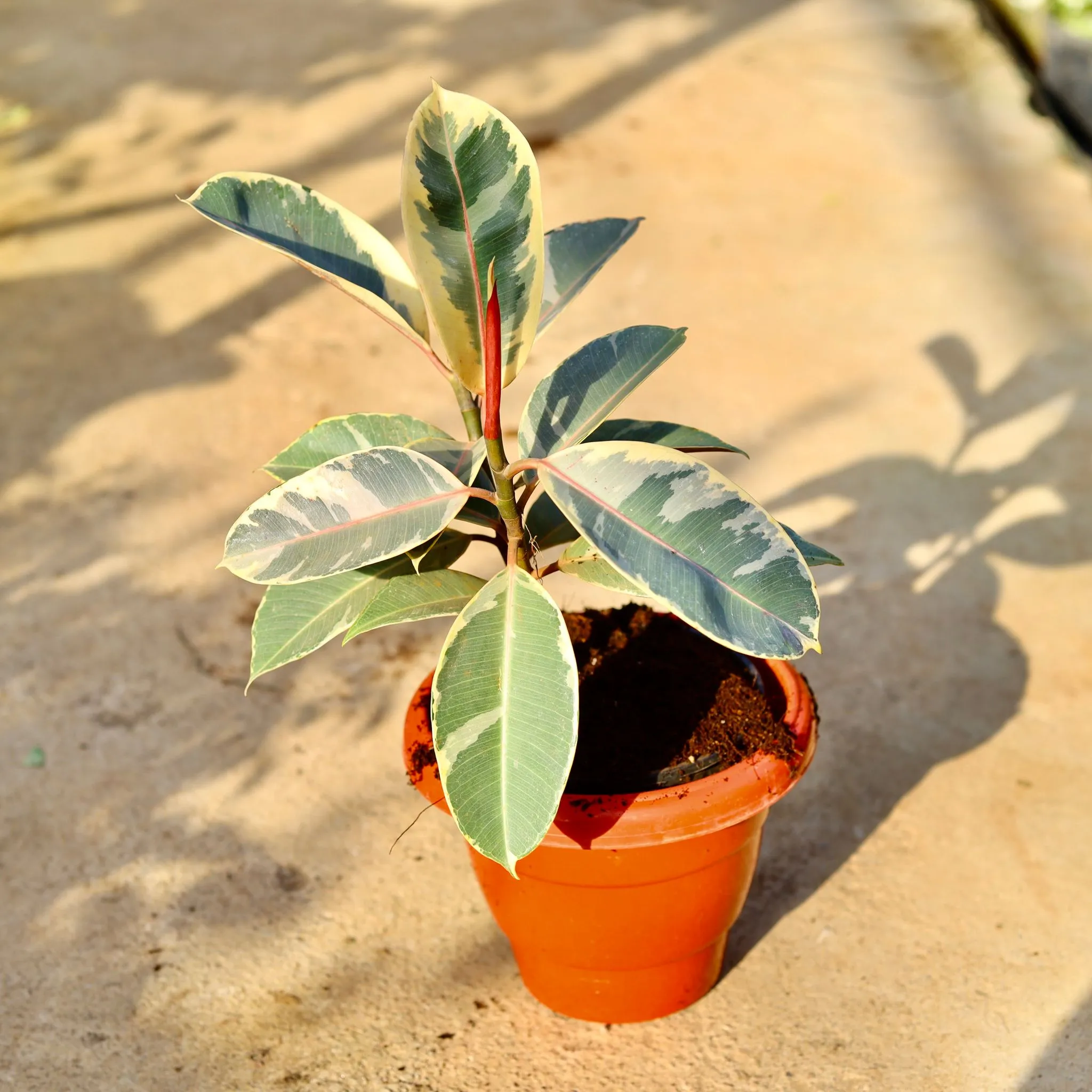 Rubber Variegated in 8 Inch Terracotta Red Classy Plastic Pot