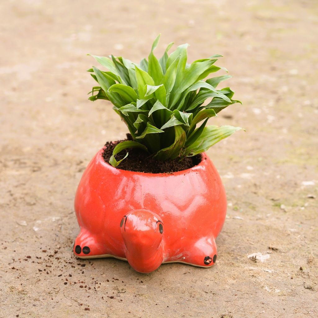 Buy Dracaena Compacta in 6 Inch Turtle Designer Ceramic Pot (any colour) Online | Urvann.com Dracaena Compacta in 6 Inch Turtle Designer Ceramic Pot (any colour)