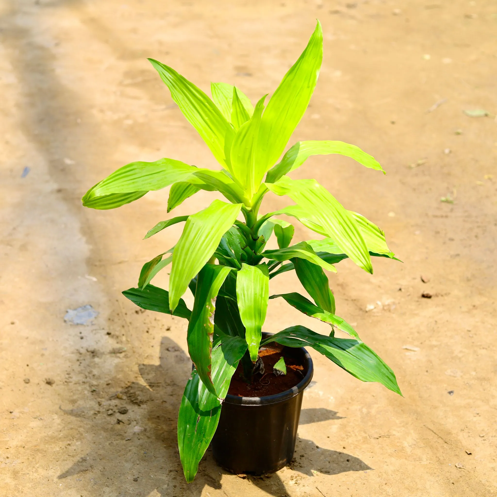 Dracaena Golden in 8 Inch Nursery Pot
