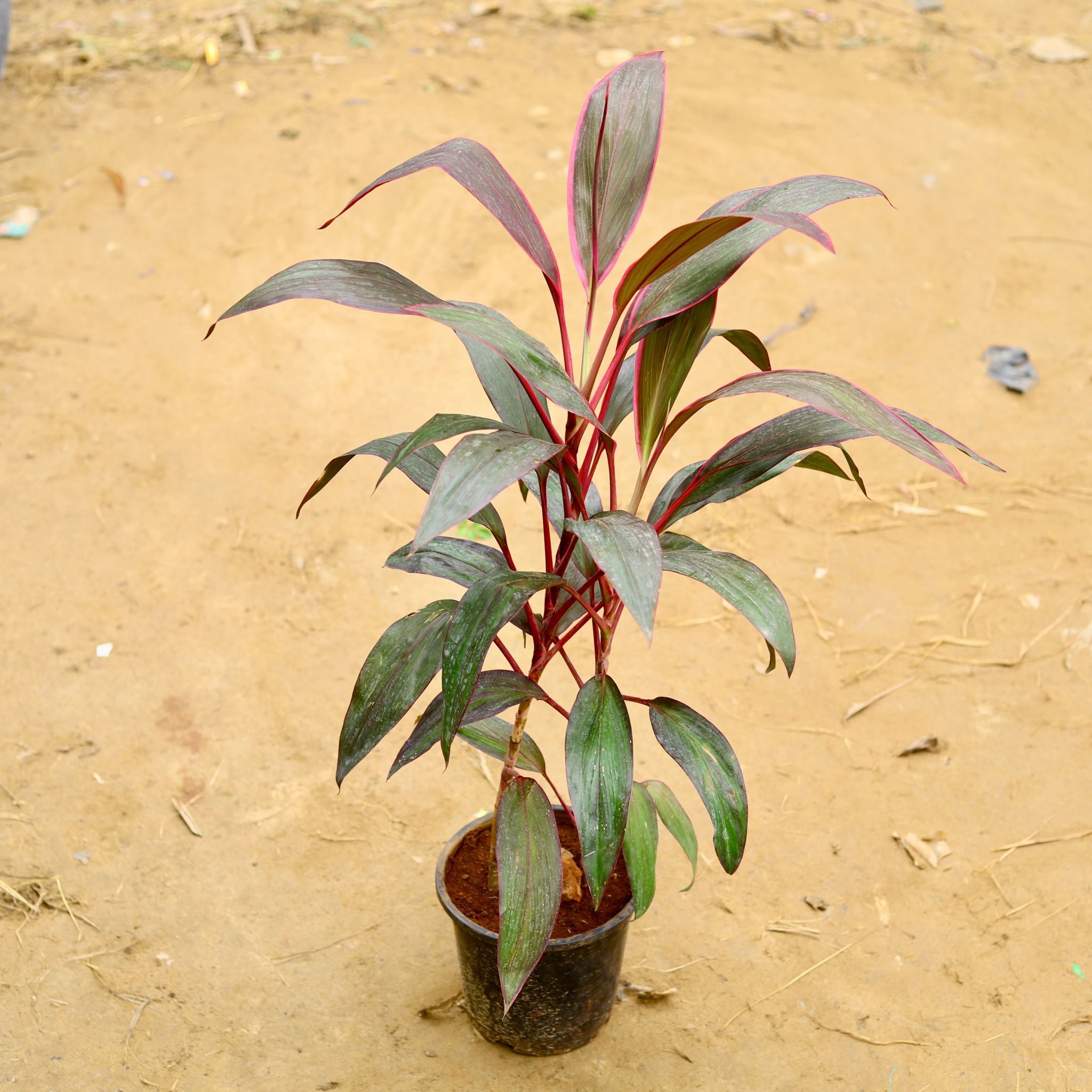 Dracaena Rosea in 8 Inch Nursery Pot