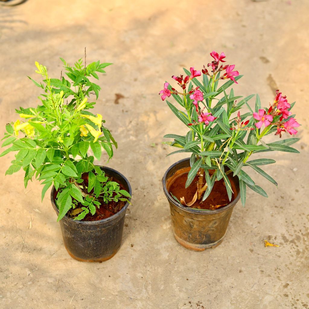 Buy Set of 2 - Kaner / Oleander & Tecoma (any colour) in 6 inch Nursery pot Online | Urvann.com Set of 2 - Kaner / Oleander & Tecoma (any colour) in 6 inch Nursery pot