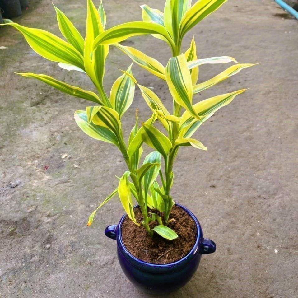 Buy Lucky Bamboo in 6 Inch Handi Designer Ceramic Pot (colour & design may vary) Online | Urvann.com Lucky Bamboo in 6 Inch Handi Designer Ceramic Pot (colour & design may vary)