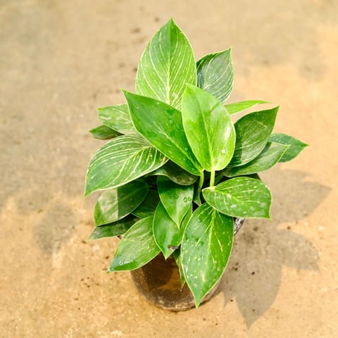 Philodendron Birkin in 6 Inch Nursery Pot
