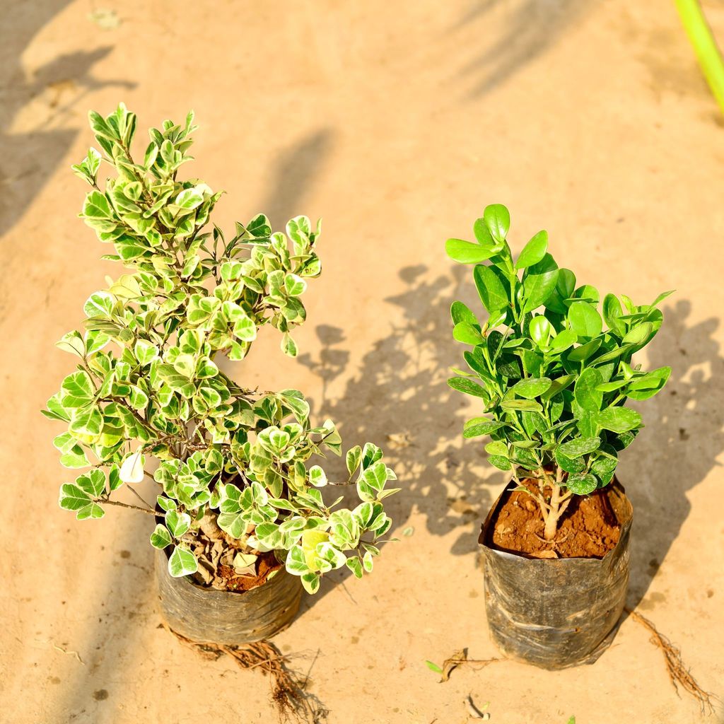 Buy Set of 2 - Ficus Triangularis & Moclaim in 8 inch Nursery bag Online | Urvann.com Set of 2 - Ficus Triangularis & Moclaim in 8 inch Nursery bag