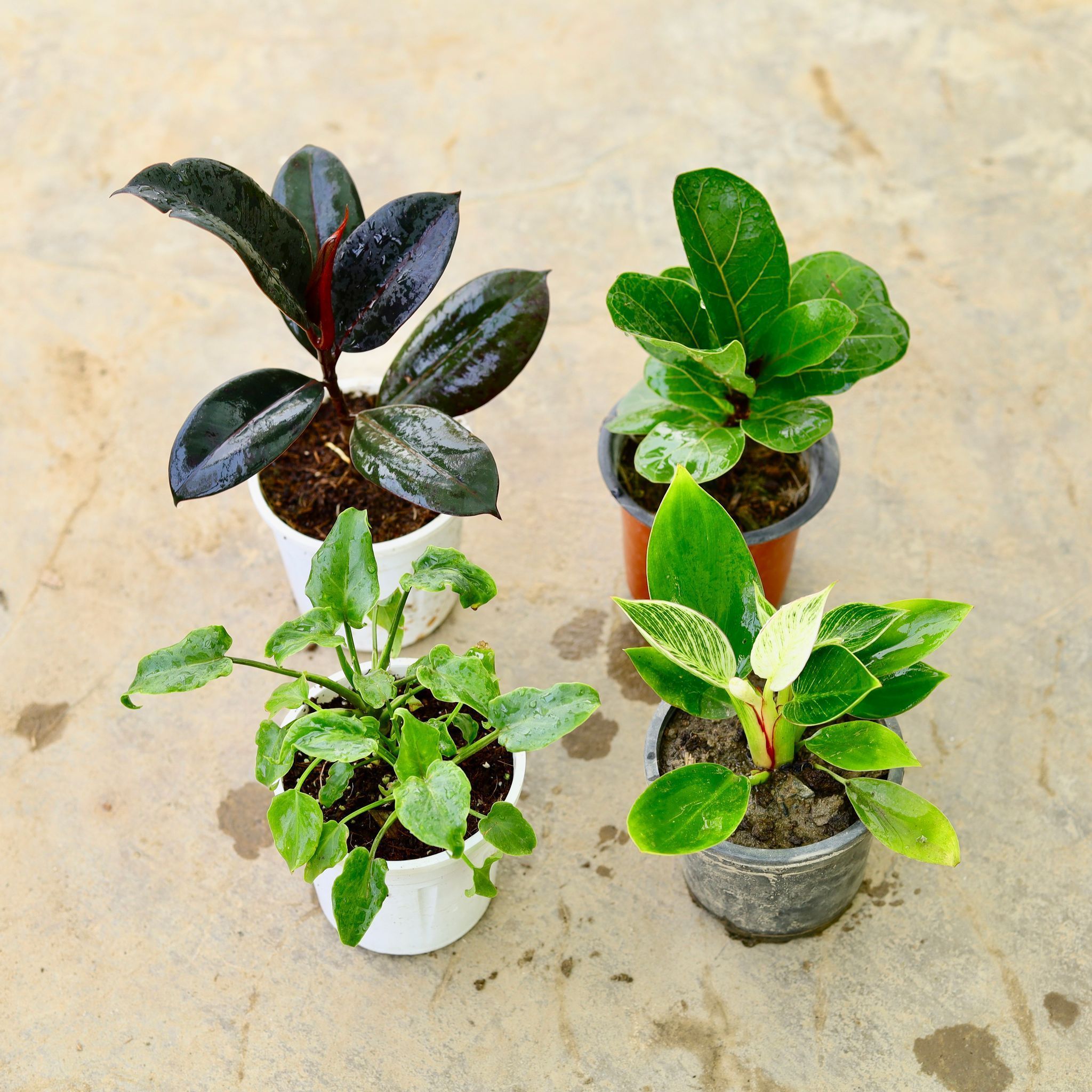 Set of 4 - Philodendron Birkin, Xanadu Green, Rubber Black & Fiddle Leaf Fig / Ficus Lyrata in 4 Inch Nursery Pot