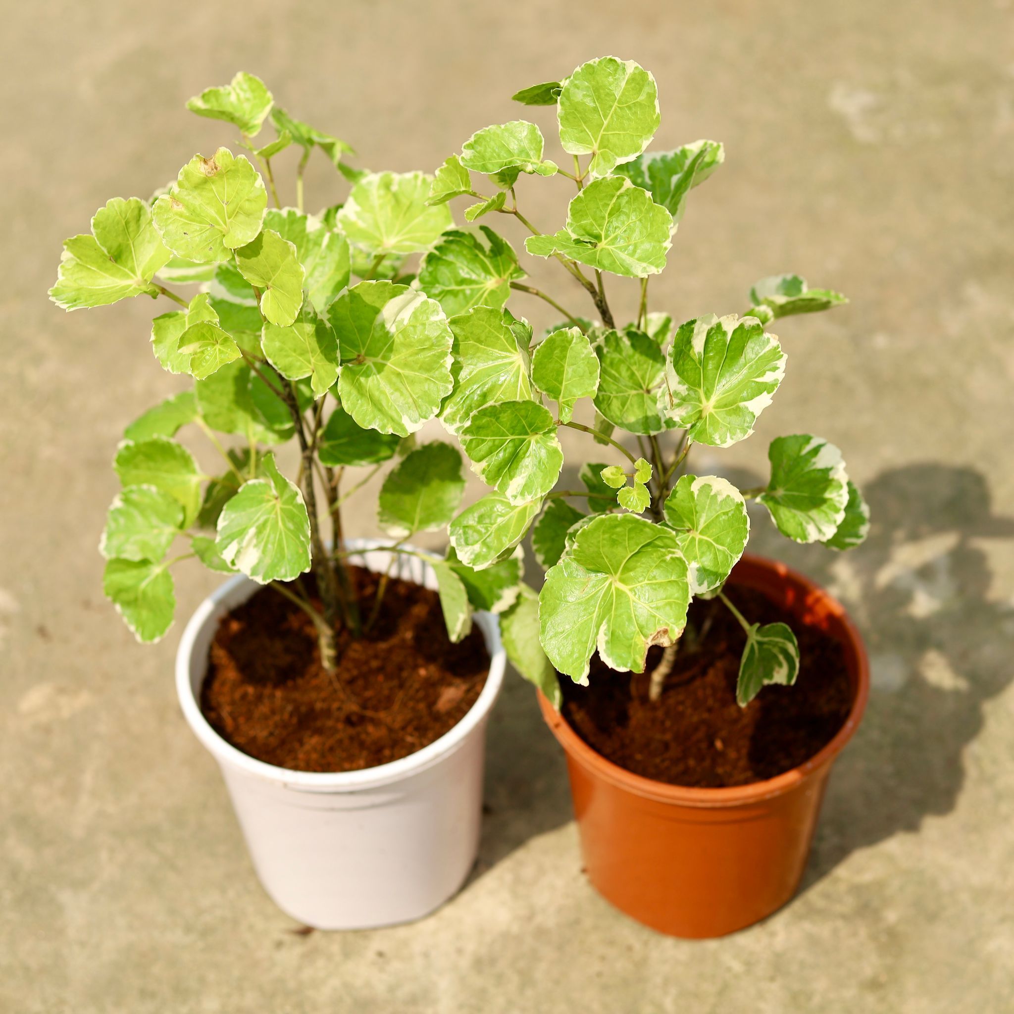 Set of 2 - Aralia Dinner Plate in 6 Inch Red & White Nursery Pot