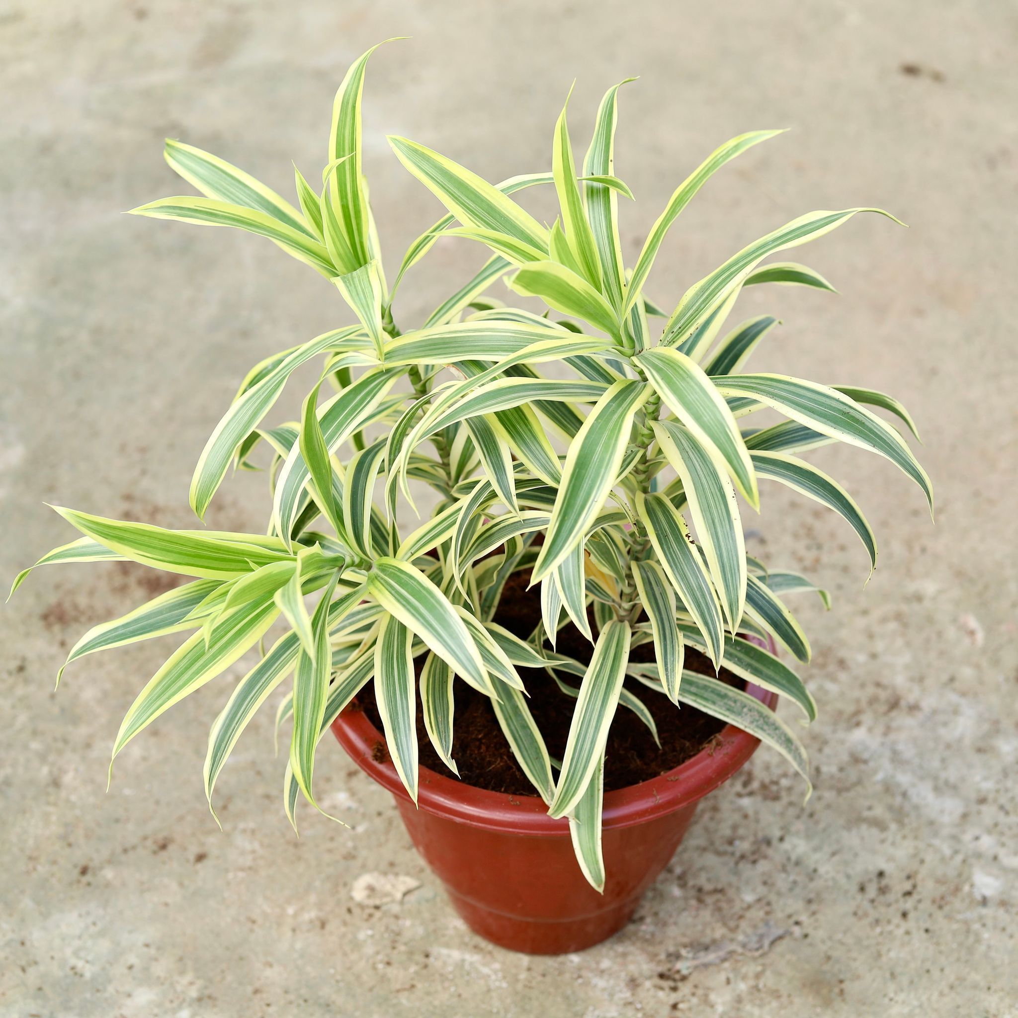 Song of India Bushy in 10 Inch Classy White Plastic Pot