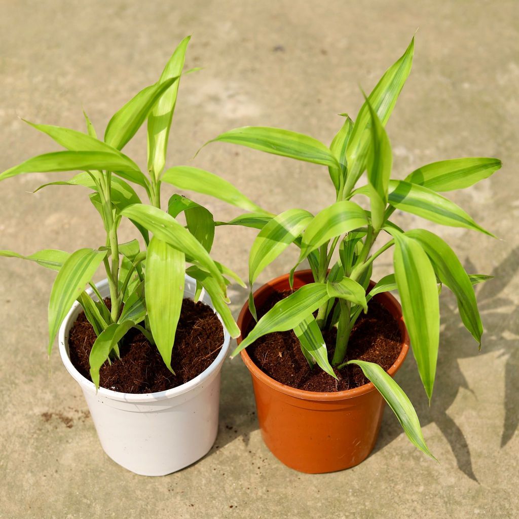 Buy Set of 2 - Lucky Bamboo In 6 Inch Red & White Nursery Pot Online | Urvann.com Set of 2 - Lucky Bamboo in 6 Inch Red & White Nursery Pot