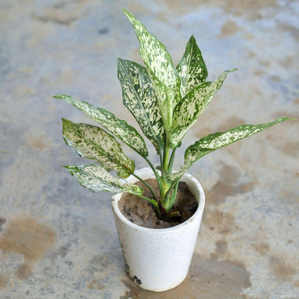 Aglaonema Snow White in 4 Inch Ceramic Pot (Any Design,Colour)