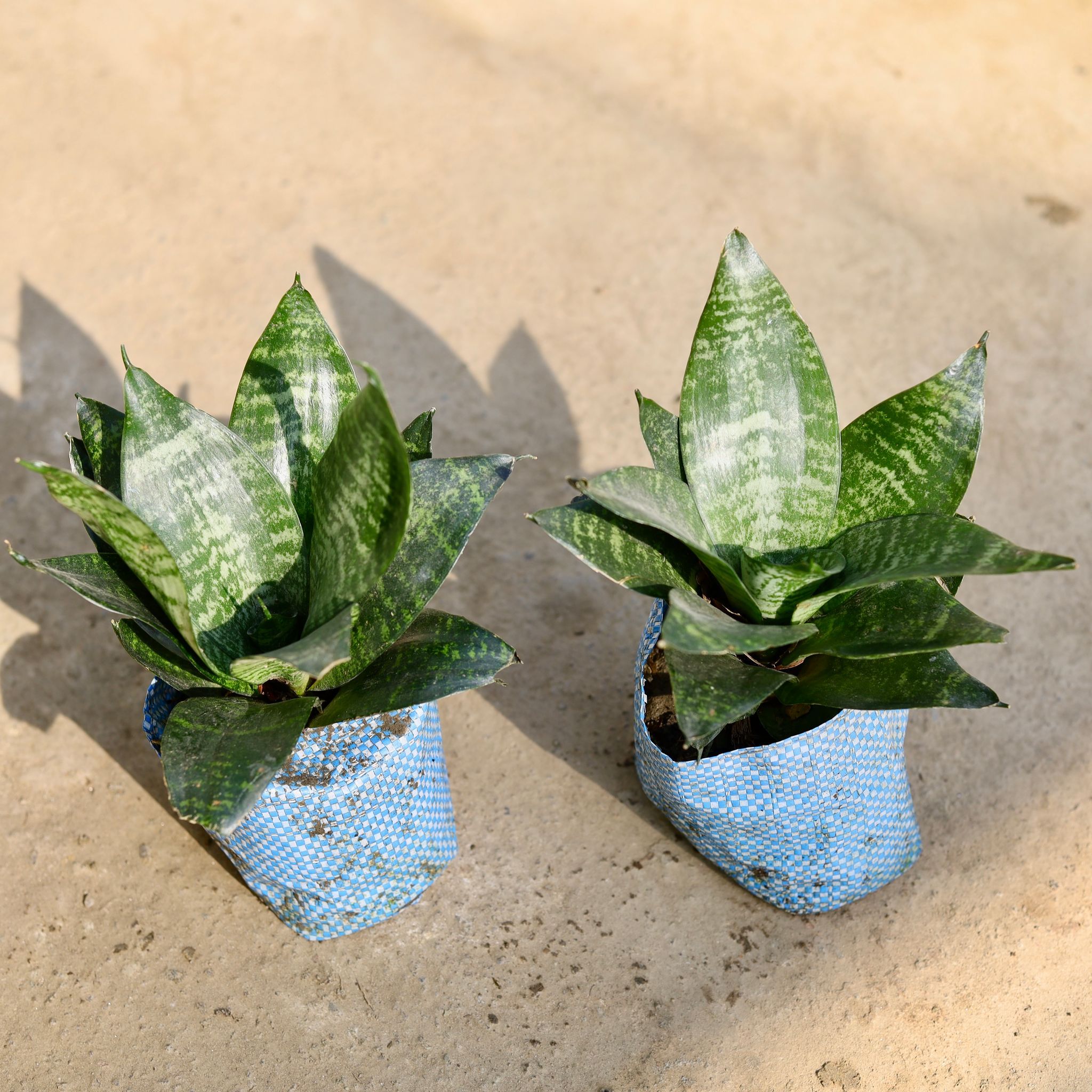 Set of 2 - Snake Dwarf Green in 4 Inch Nursery bag