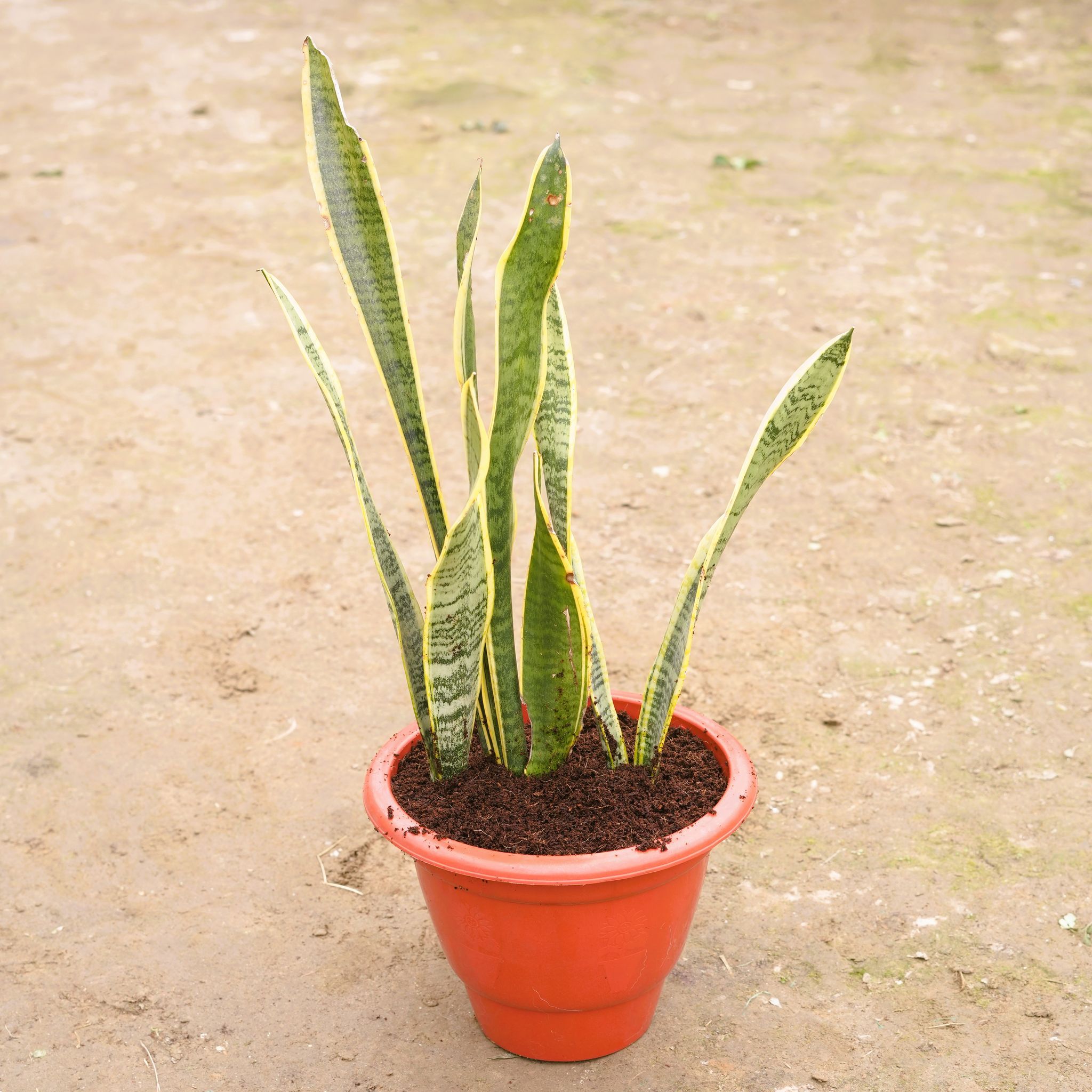 Snake Golden Long in 10 Inch Classy Red Plastic Pot