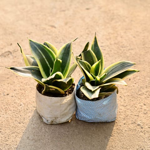 Set of 2 - Snake dwarf in 4 Inch Nursery Bag