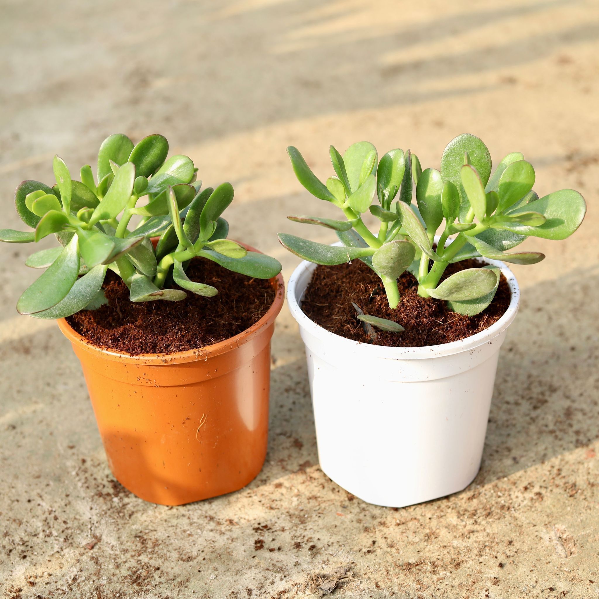 Set of 2 - Crassula Jade Succulent in 6 Inch Red & White Nursery Pot