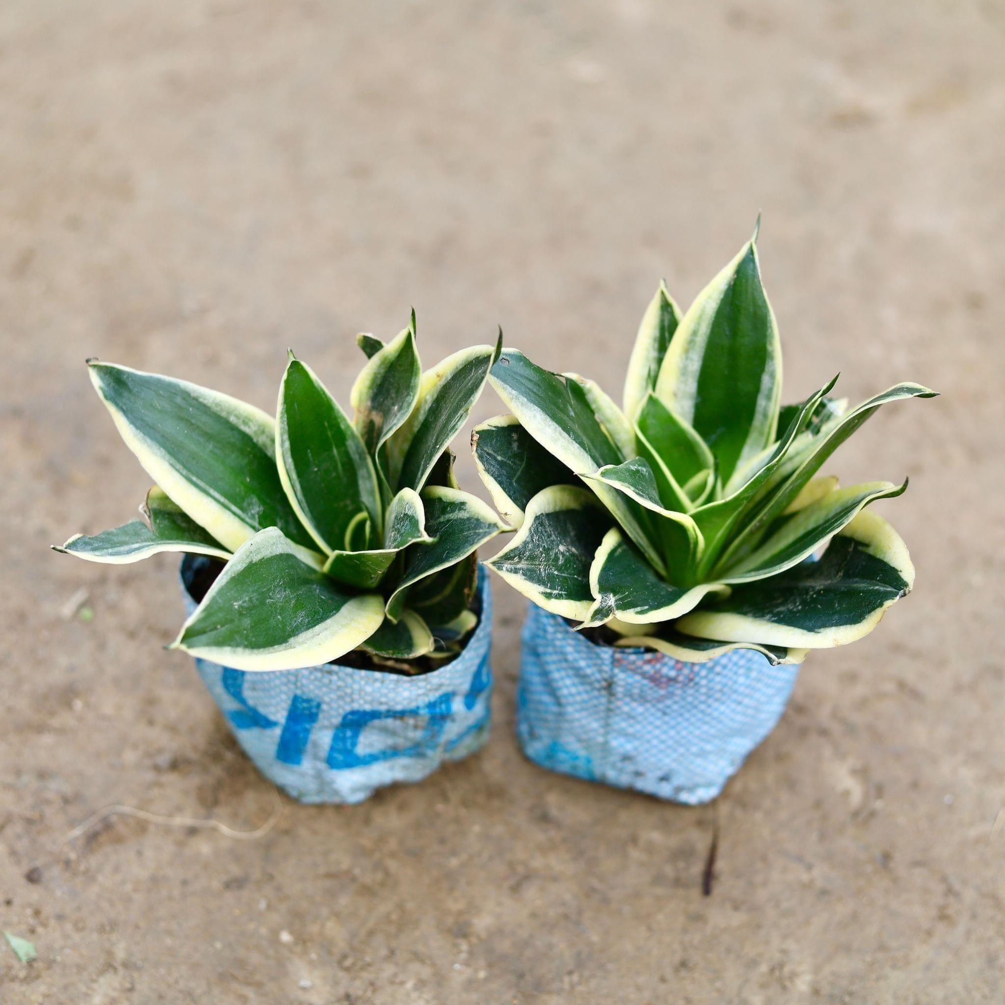 Set of 2 - Snake Dwarf in 6 Inch Nursery Bag