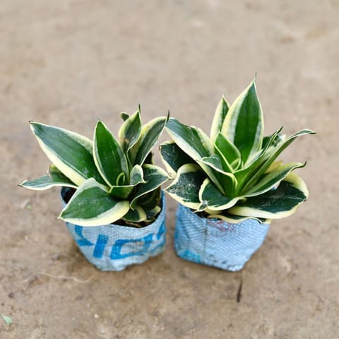 Set of 2 - Snake Dwarf in 6 Inch Nursery Bag