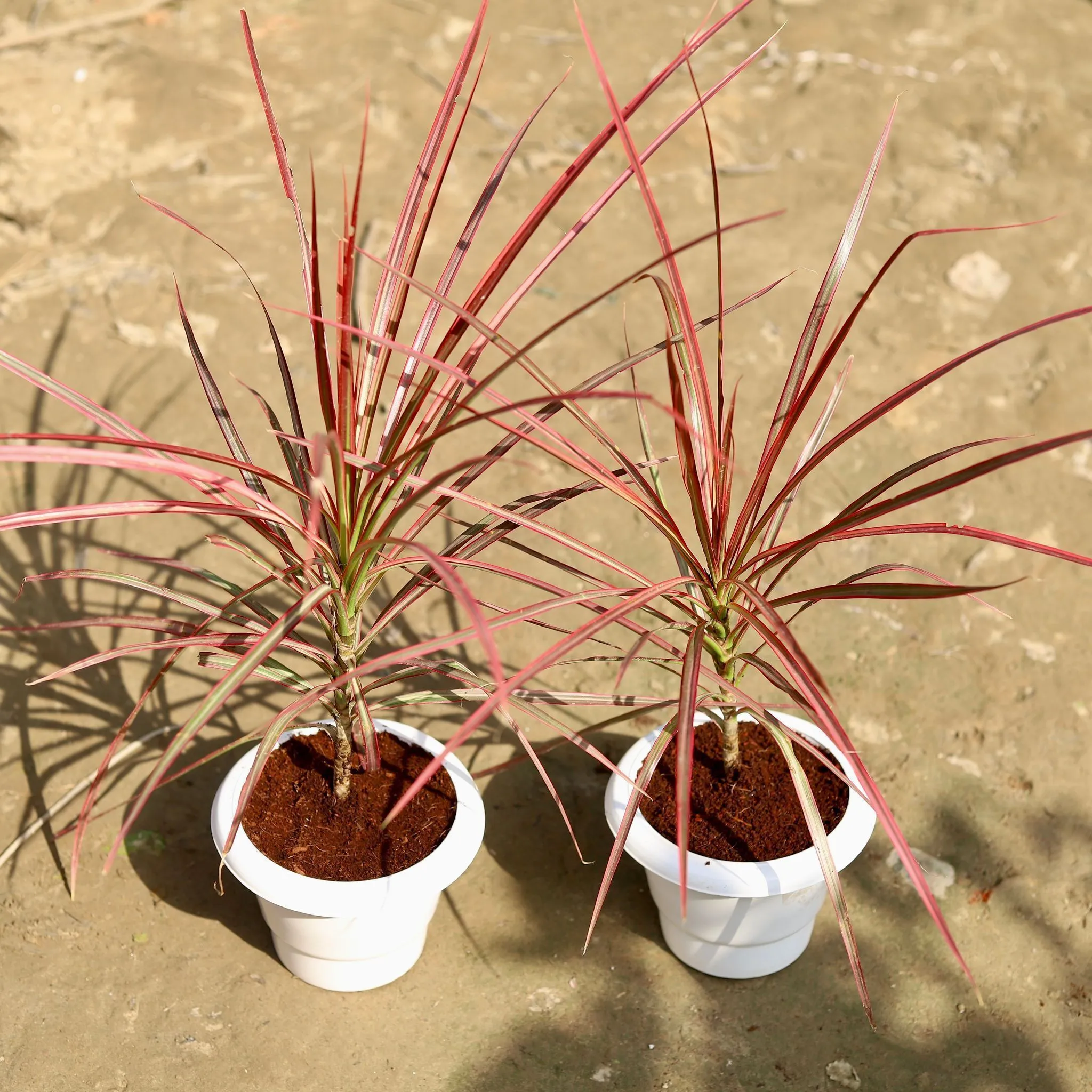 Set of 2 - Dracaena Colorama / Marginata in 6 Inch Classy White Plastic Pot