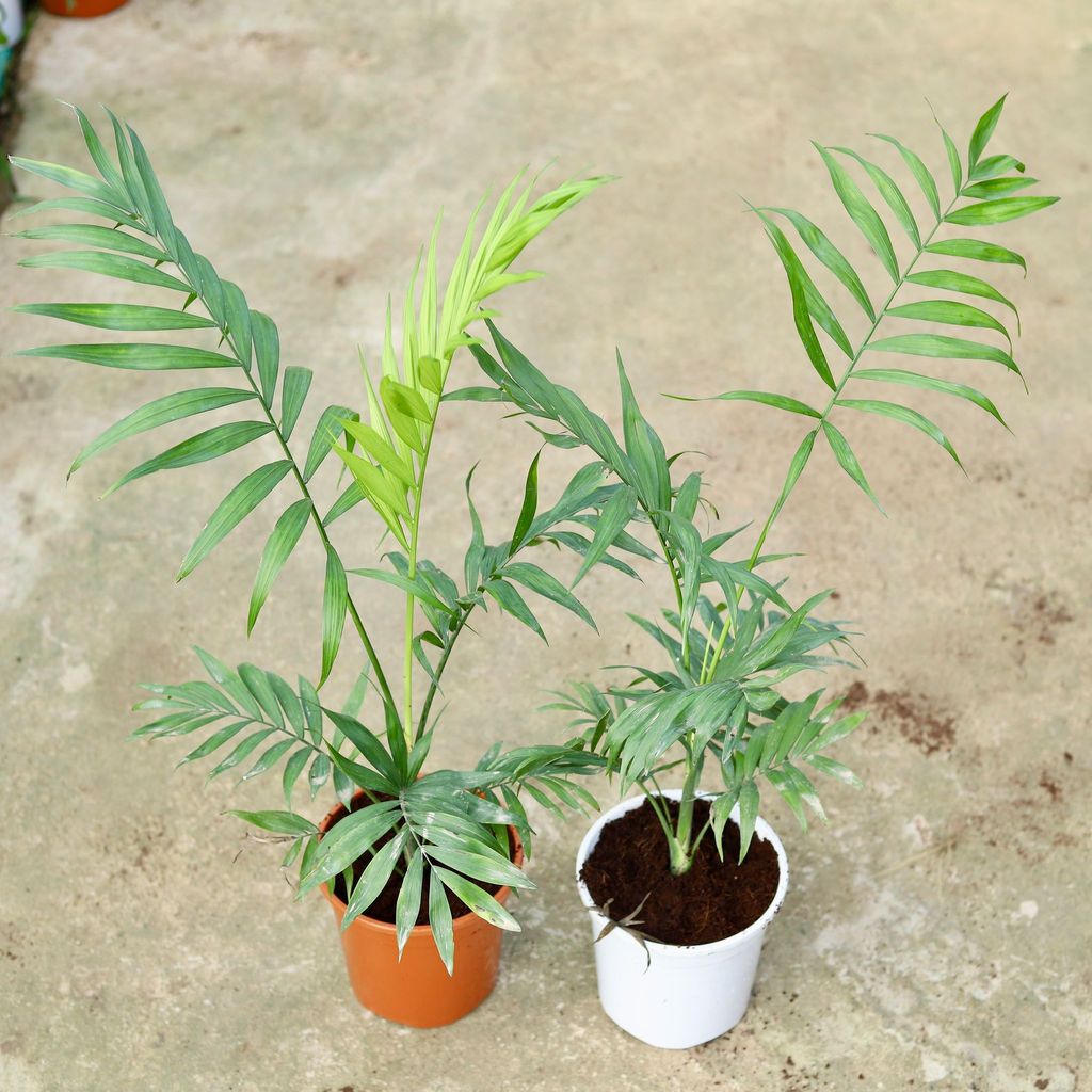Set of 2 - Chameadorea Palm in 6 Inch Red & White Nursery Pot