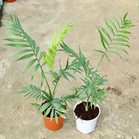 Set of 2 - Chameadorea Palm in 6 Inch Red & White Nursery Pot