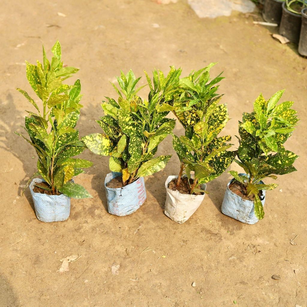 Buy Set of 4 - Baby Croton in 5 Inch Nursery Bag Online | Urvann.com Set of 4 - Baby Croton in 5 Inch Nursery Bag