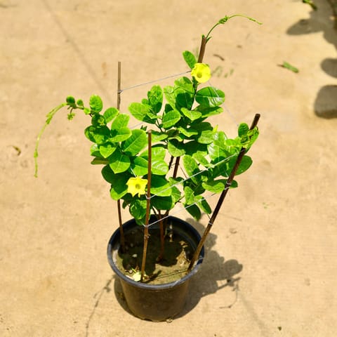 Allamanda (any colour) in 10 Inch Nursery Pot