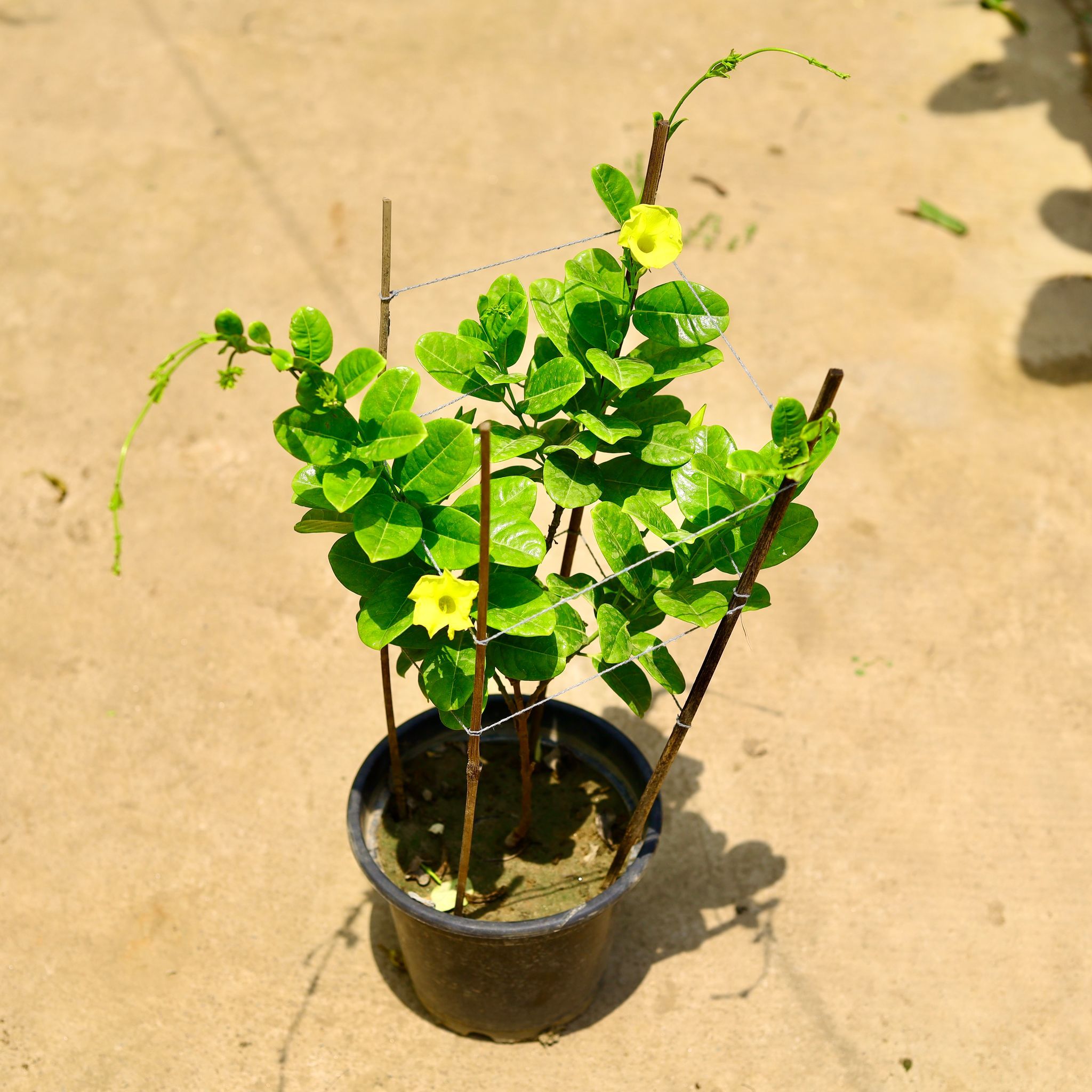 Allamanda (any colour) in 10 Inch Nursery Pot