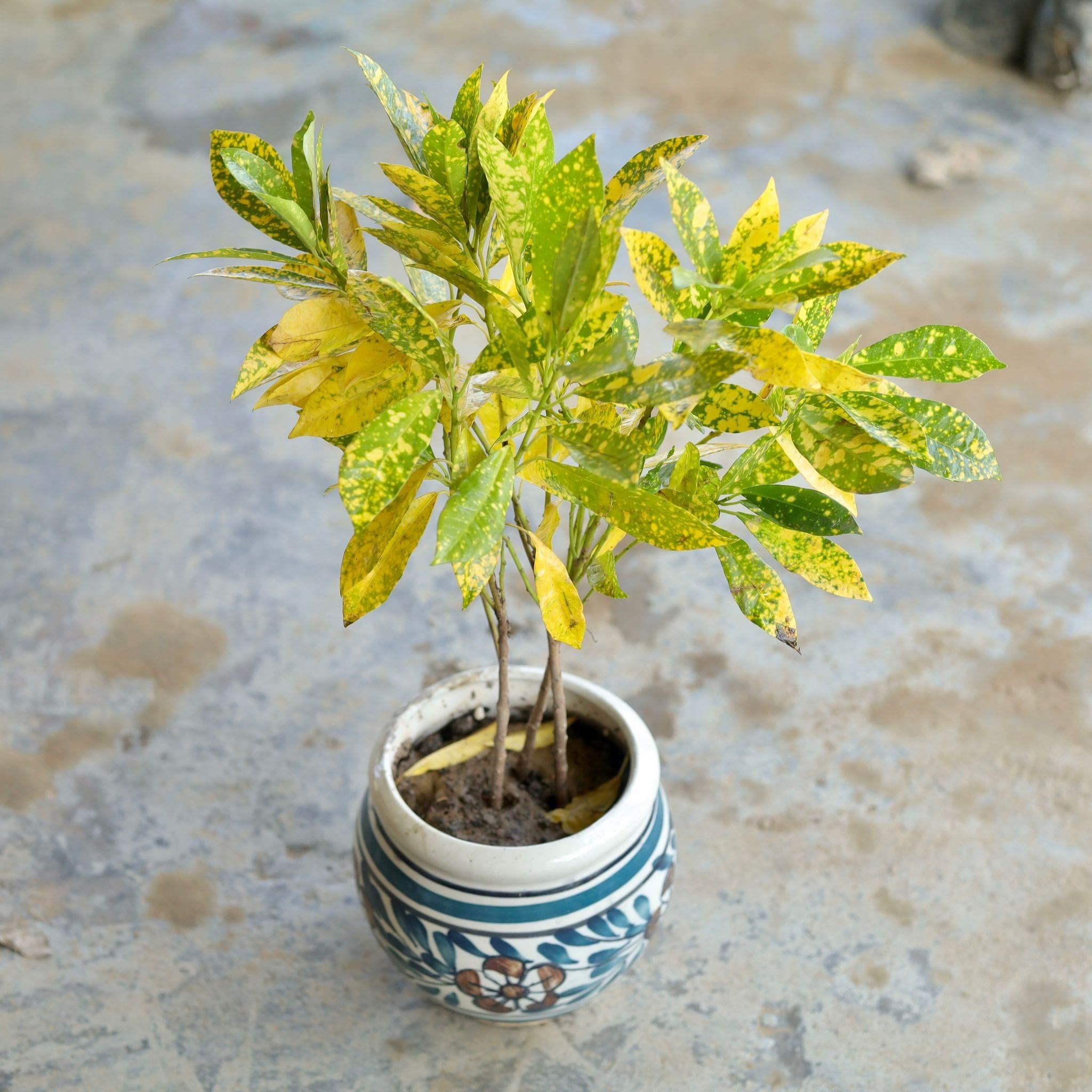 Baby Croton in 6 Inch Matka Ceramic Pot (Any Design)