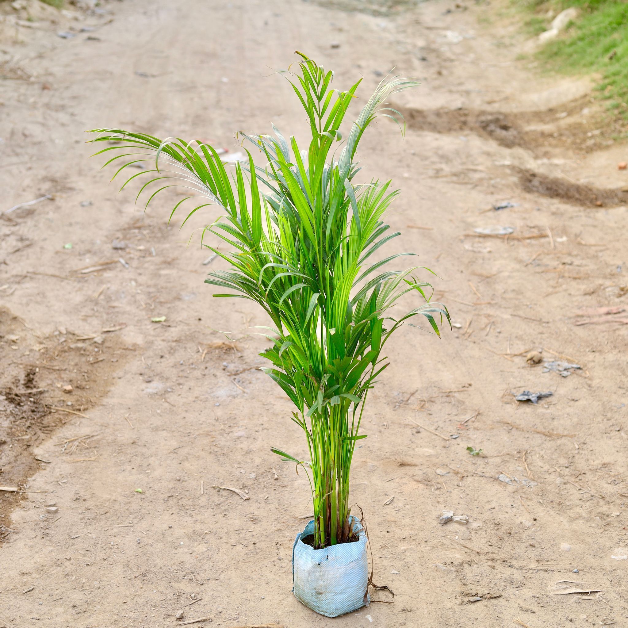 Areca Palm (~3-4 Ft) in 8 Inch Nursery Bag