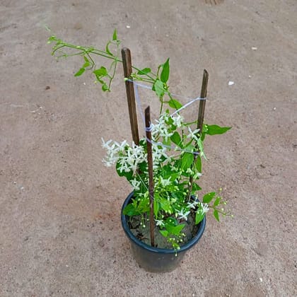 Buy Clematis vine / Ranjai Bel White in 8 Inch White Nursery Pot Online | Urvann.com