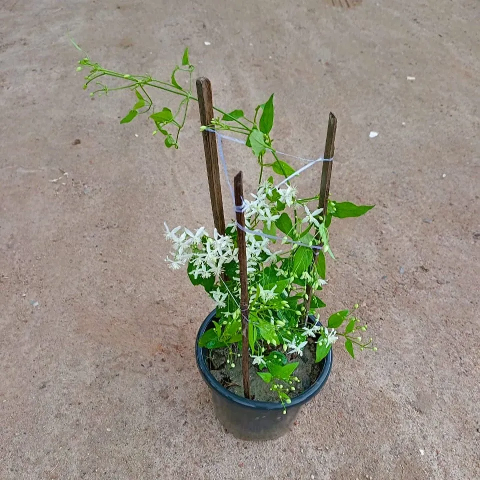 Clematis vine / Ranjai Bel White in 8 Inch White Nursery Pot