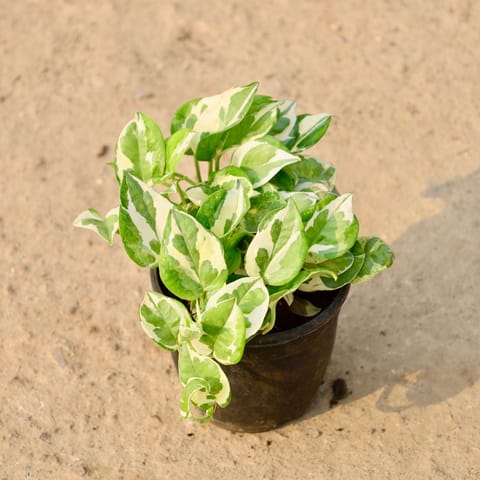 Money Plant N'Joy in 5 Inch Nursery Pot