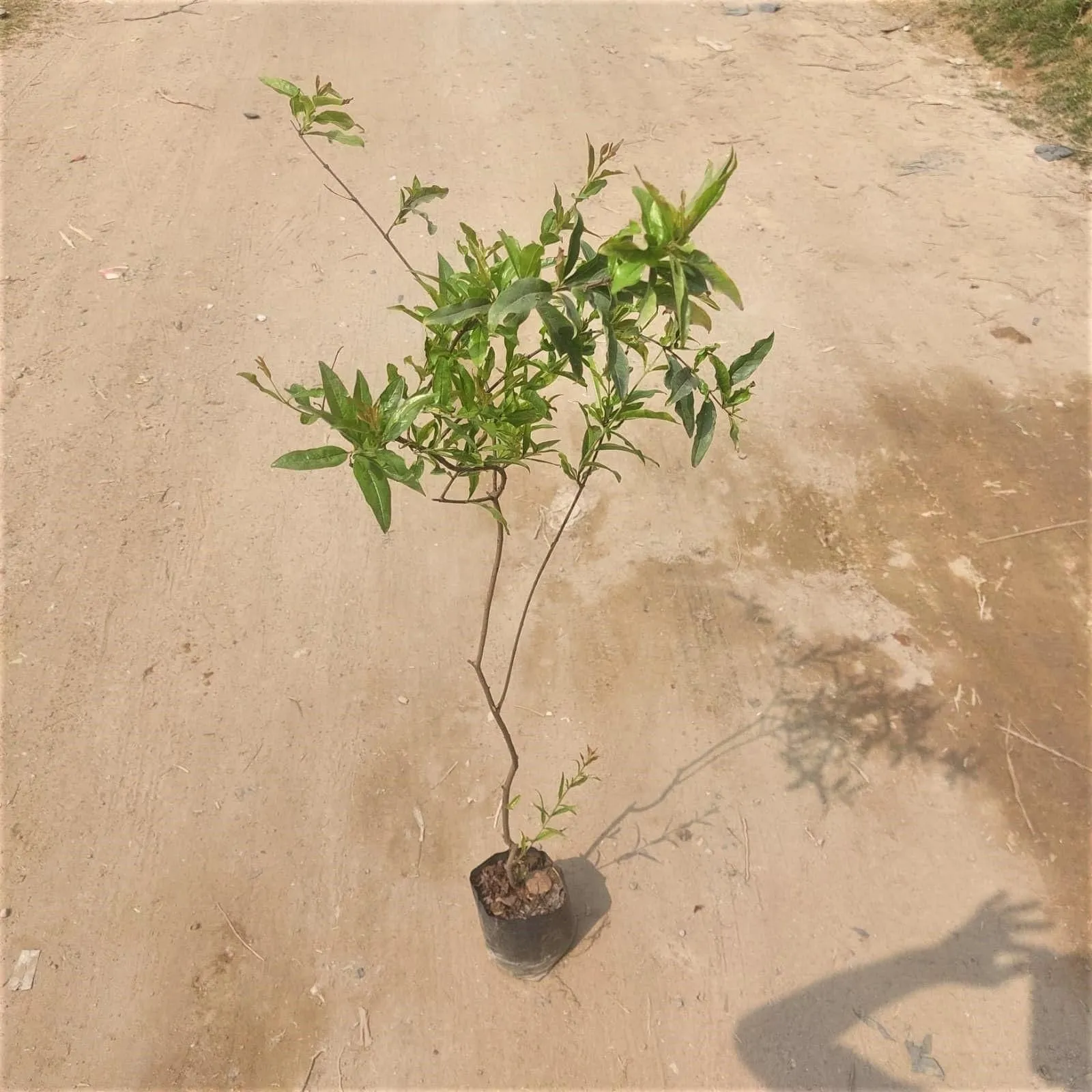 Anar / Pomegranate (any colour) in 8 Inch Nursery Bag
