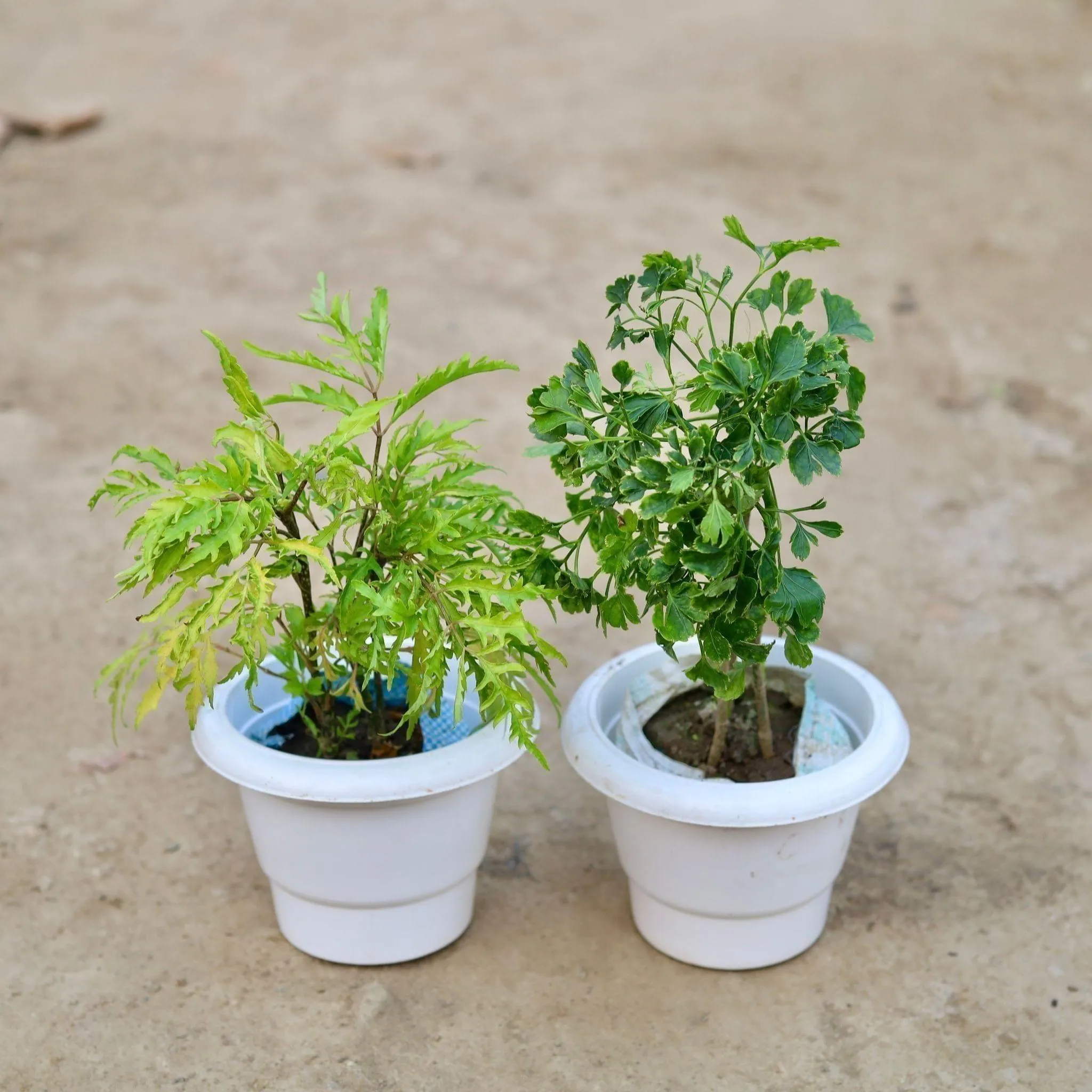 Set of 2 - Aralia (Neem & Dark Green ) in 6 Inch Classy White Plastic Pot