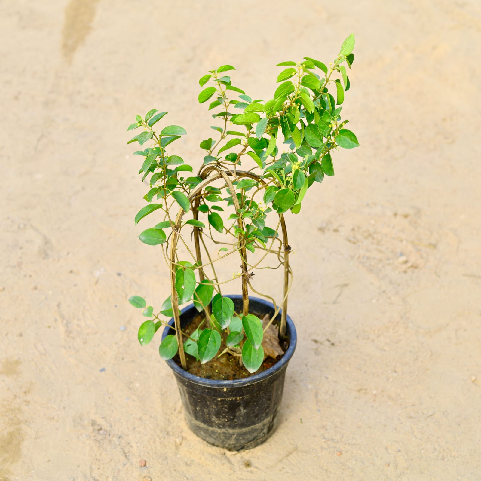 Sugar Killer / Gurmar Herb in 8 Inch Nursery Pot