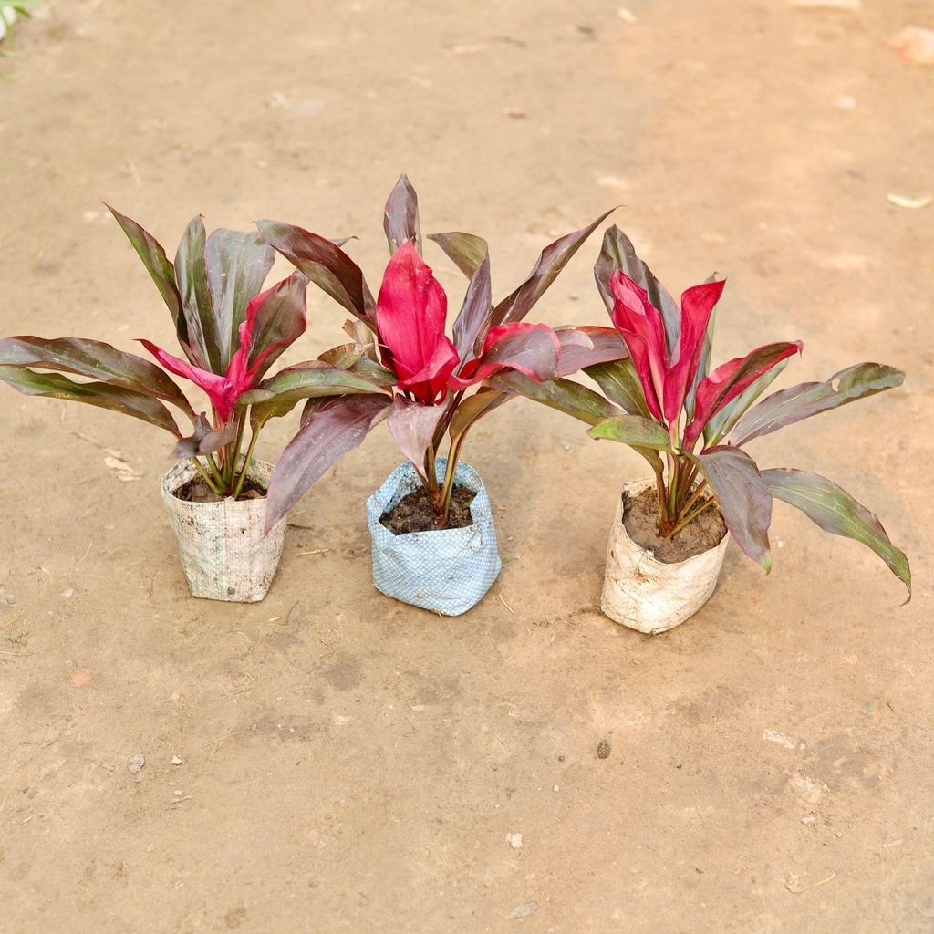 Set of 3 - Dracaena Rosea in 5 Inch Nursery Bag