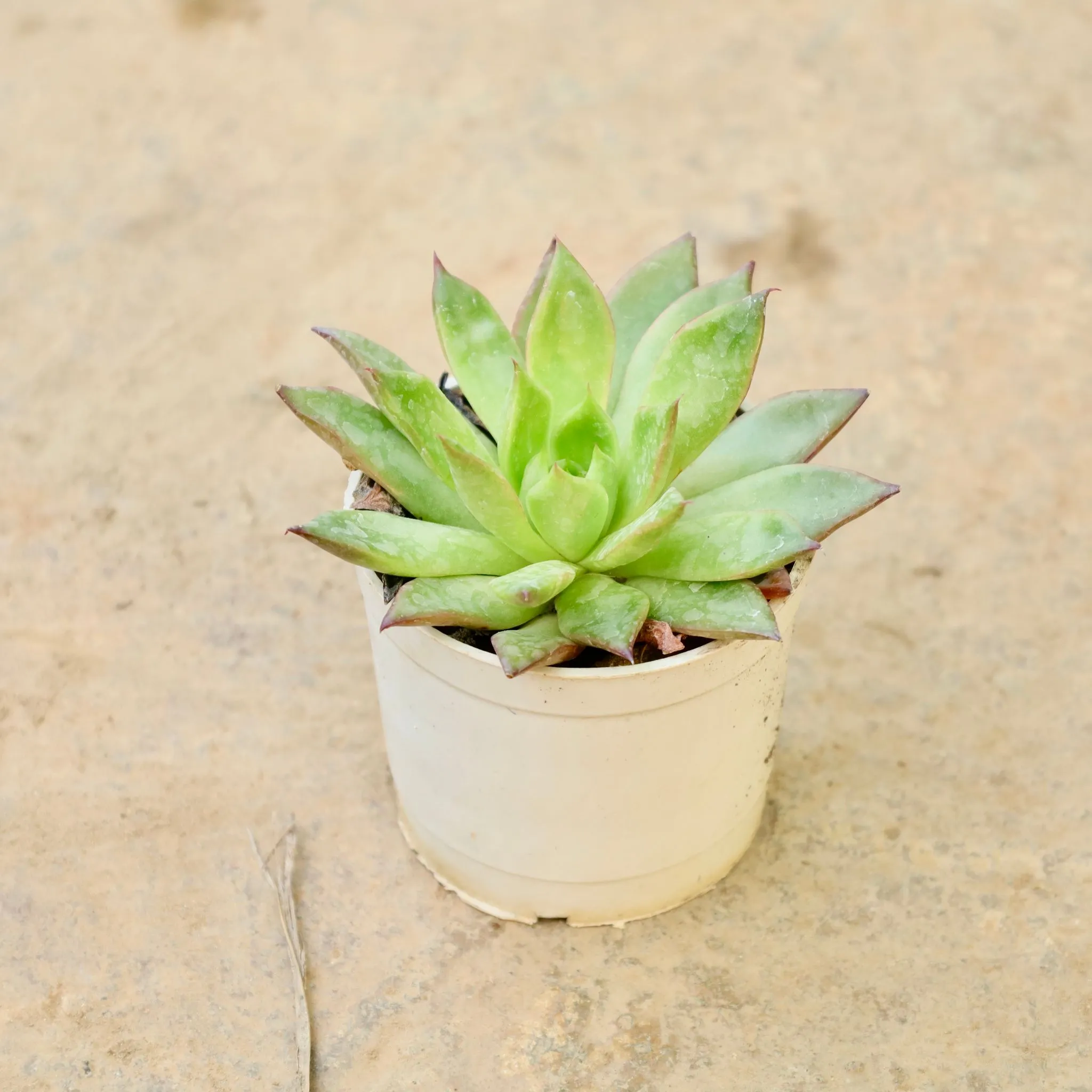 Laxmi kamal Succulent in 3 Inch Nursery Pot