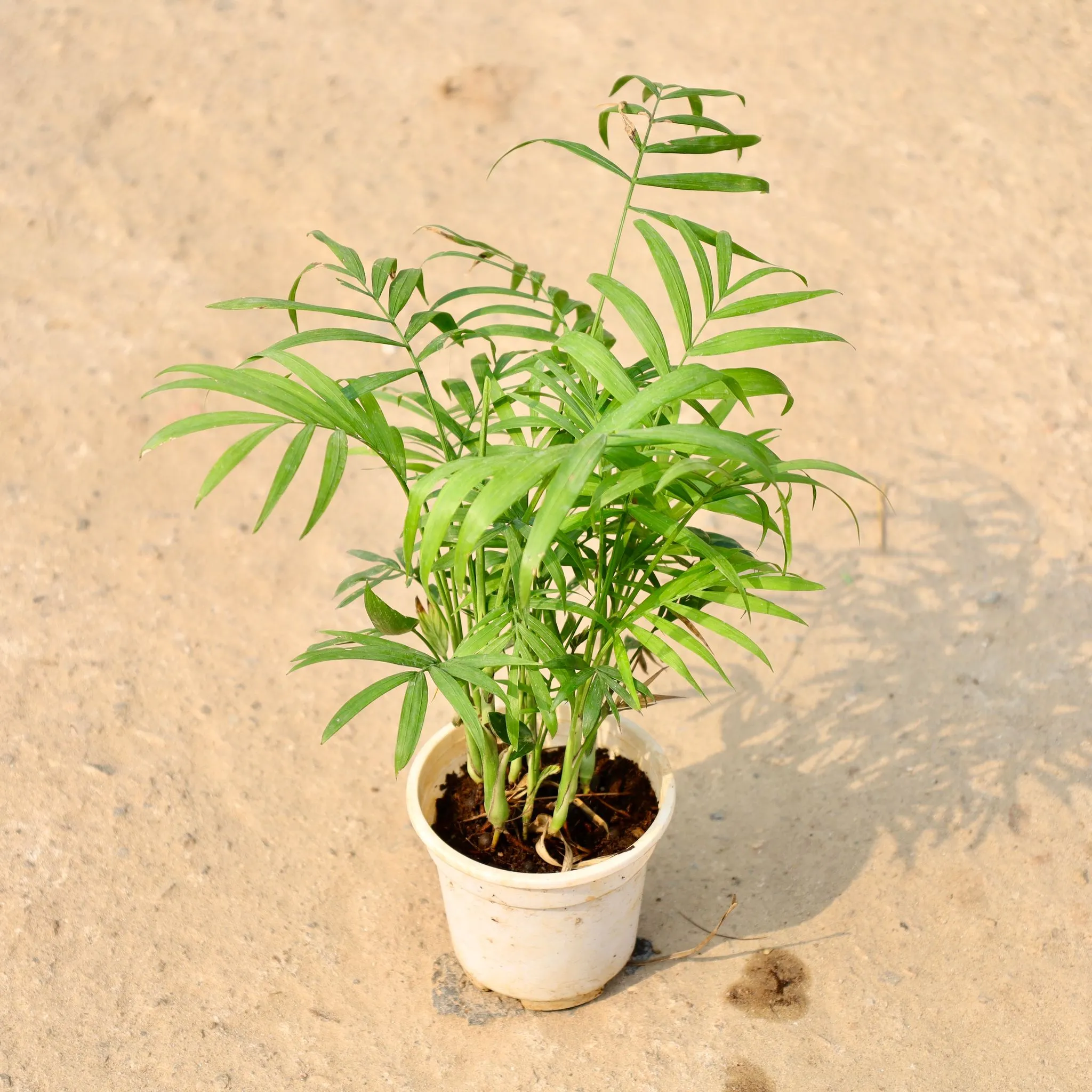 Chamaedorea Palm in 5 Inch Nursery Pot