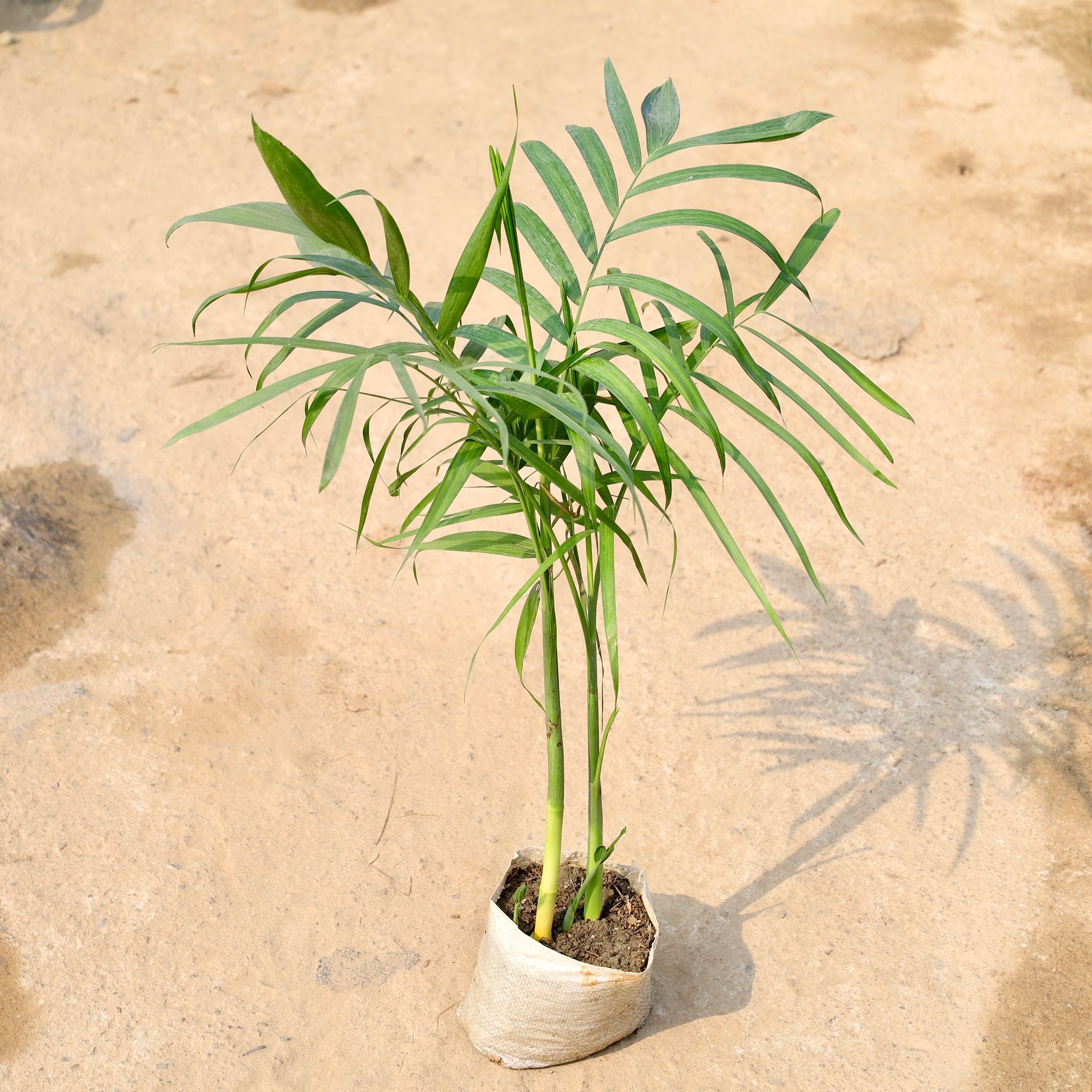 Sapotia Palm in 8 Inch Nursery Bag